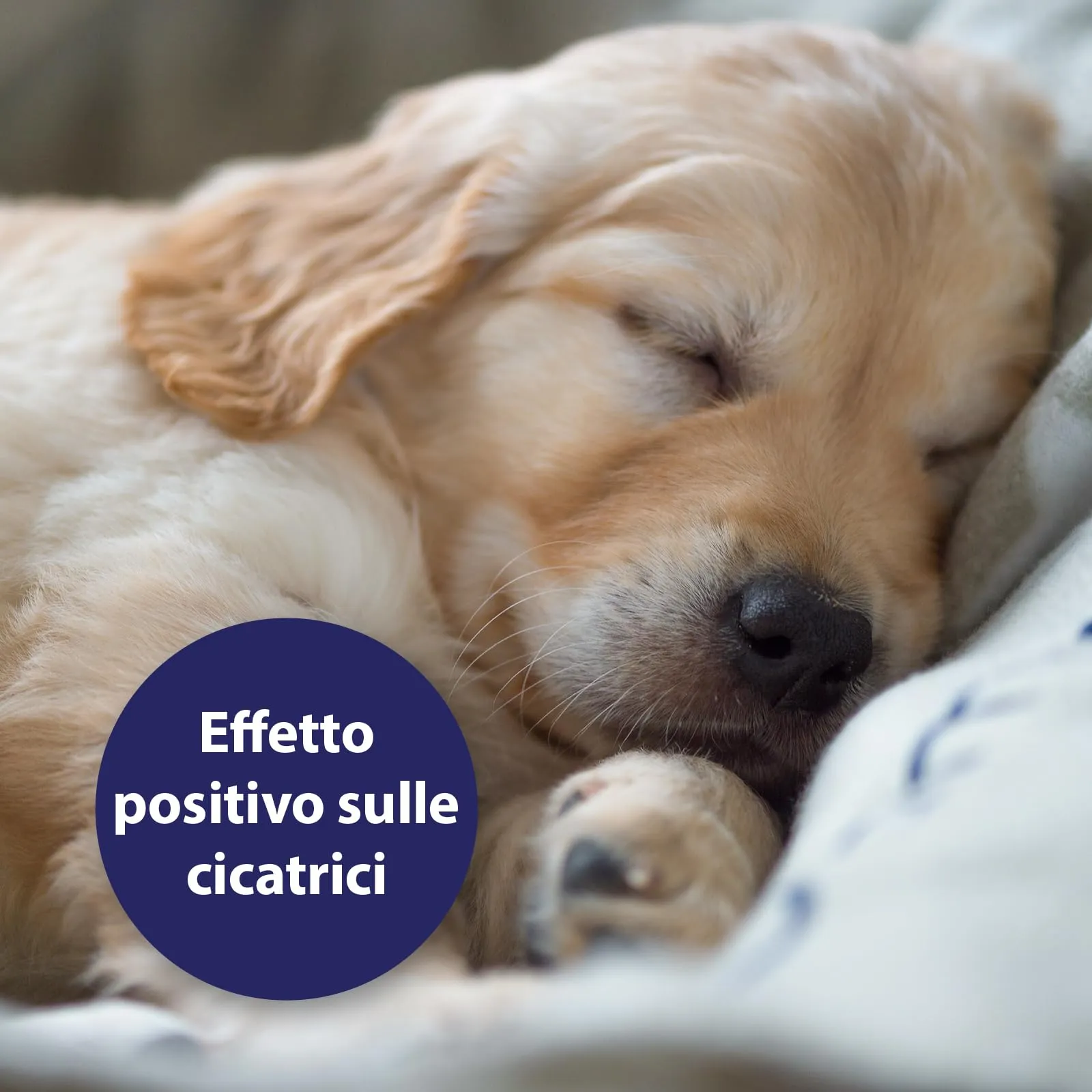 Canosept Gel per Ferite Cane 20ml - immagine 4