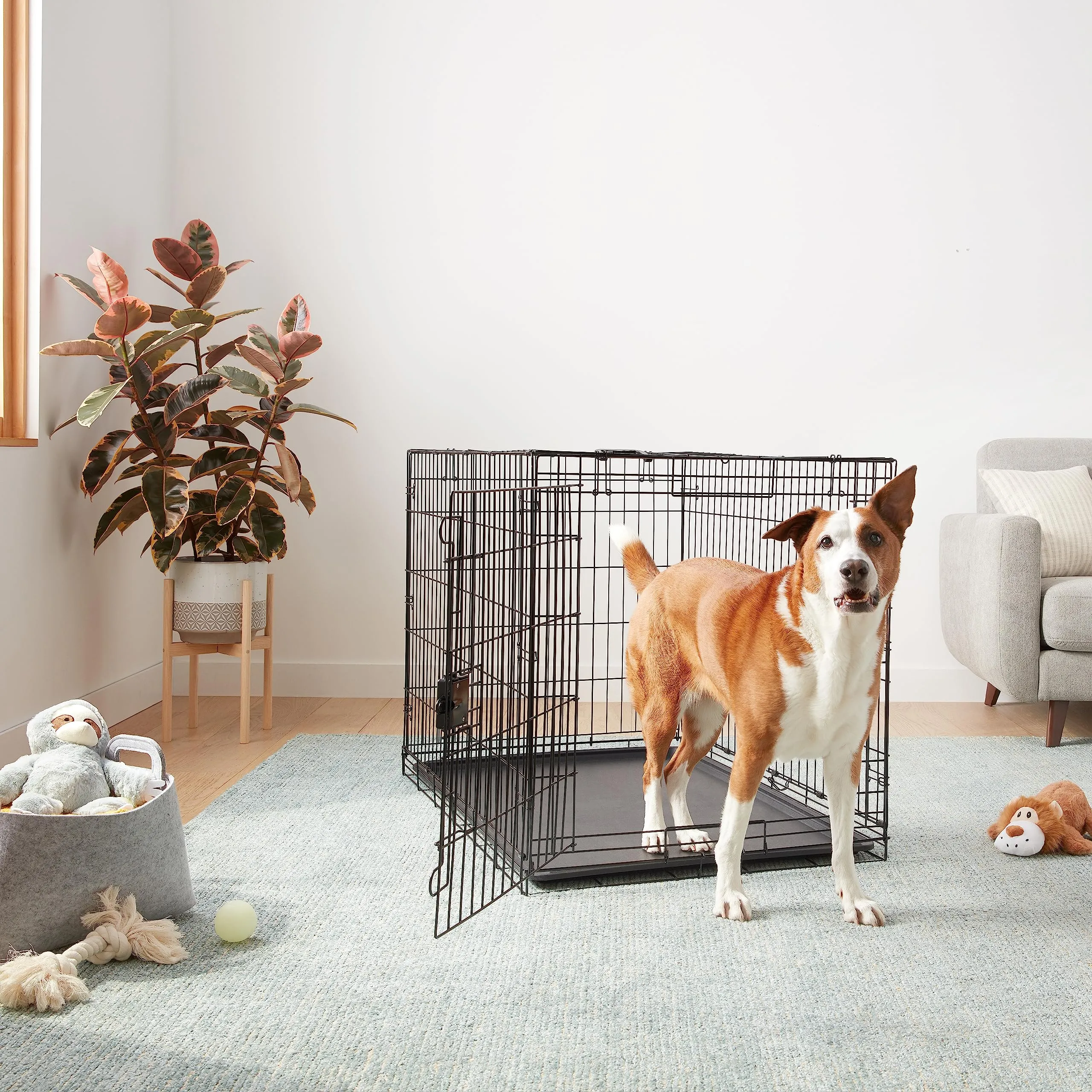 Amazon Basics Gabbia per cani in metallo pieghevole, Nero, 106.7 x 71.1 x 76.2 cm - immagine 6