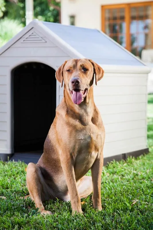 Curver Keter Cuccia per Cane, Grigia, 95 x 99 x 99H cm - immagine 2