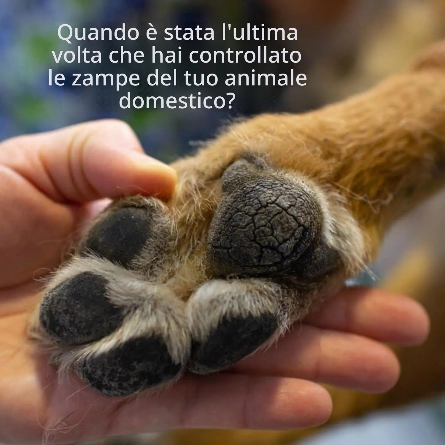 Noseprint Balsamo per Zampa e Naso per Cane, 30 ml - immagine 7