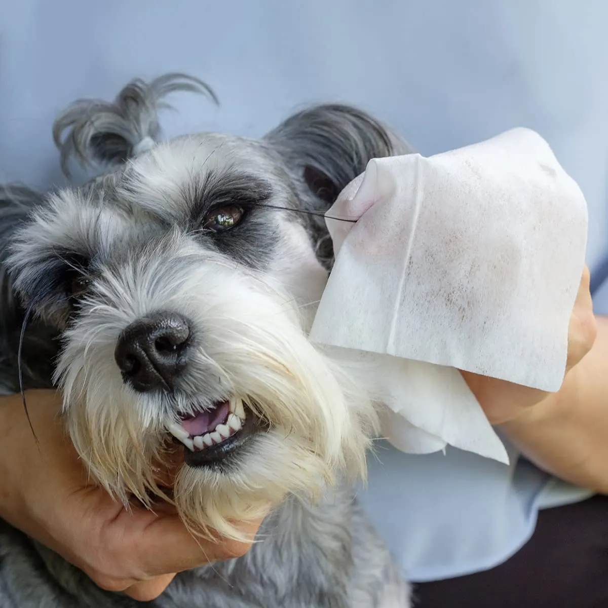 Record Salviette Igienizzanti per Cani e Gatti Aloe Vera, 40 Pezzi - immagine 7