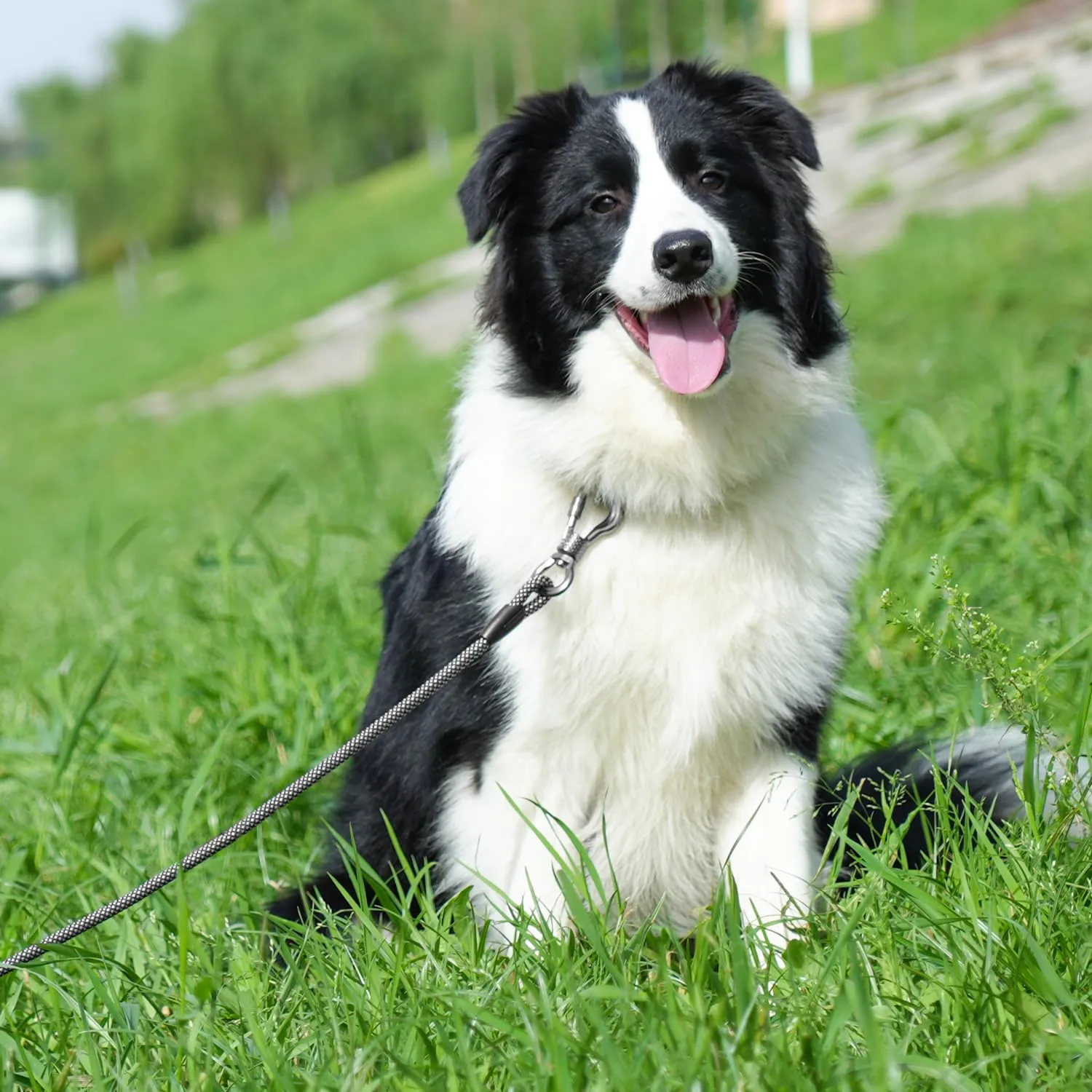 X XBEN Guinzaglio per cani in nylon con impugnatura imbottita e moschettone, varie lunghezze - immagine 5
