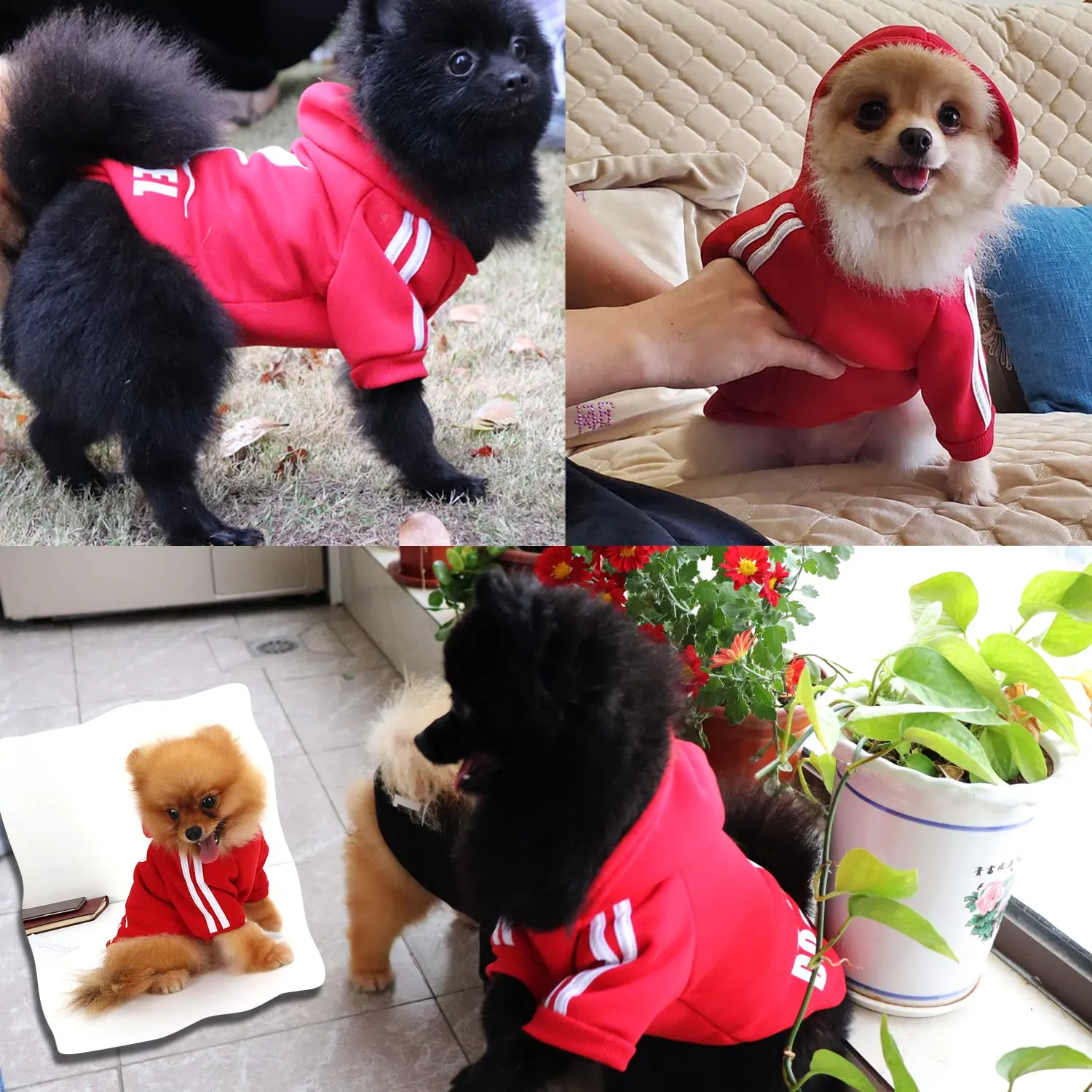 QiCheng&LYS Felpa per Cani, Rosso, M - immagine 4