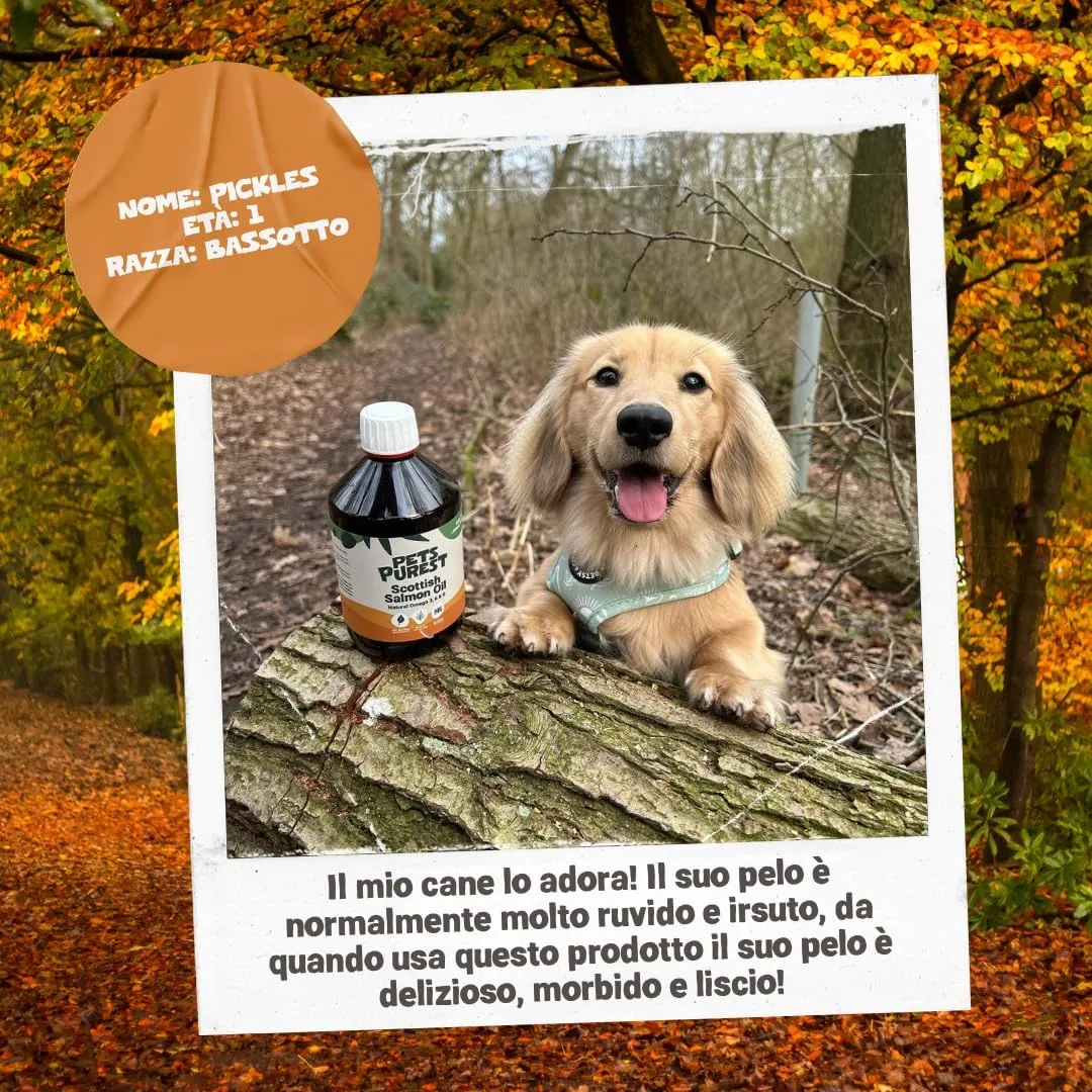 Pets Purest Olio di Salmone Scozzese per Cani e Gatti, Integratore Omega 3 6 9, 500ml - immagine 7