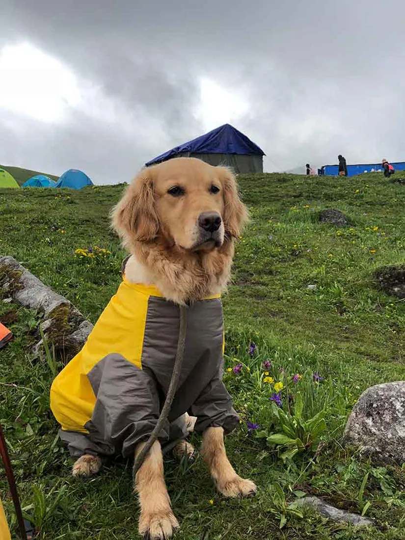 feiling Impermeabile per Cani Patchwork a 4 Gambe con Cappuccio Rimovibile, Giallo, 28# - immagine 6