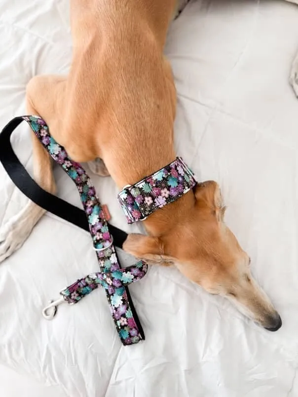 candyPet Collare Martingale per cani, Liberty, S - immagine 4