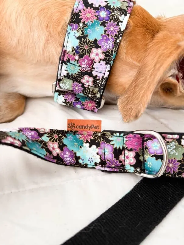 candyPet Collare Martingale per cani, Liberty, M - immagine 3
