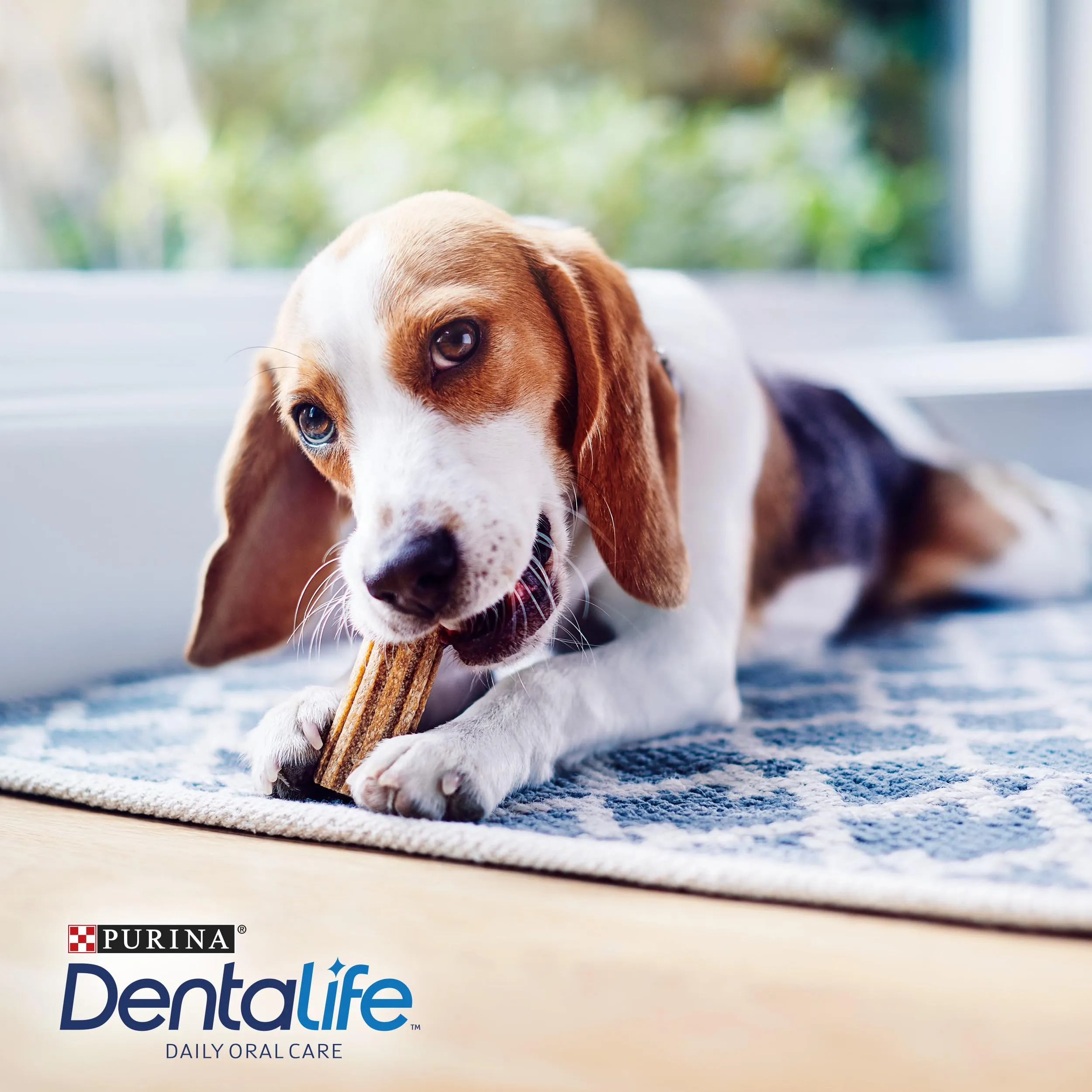 Purina Dentalife Daily Oral Care Snack per Cani Adulti, 6 Confezioni da 7 Stick - immagine 6