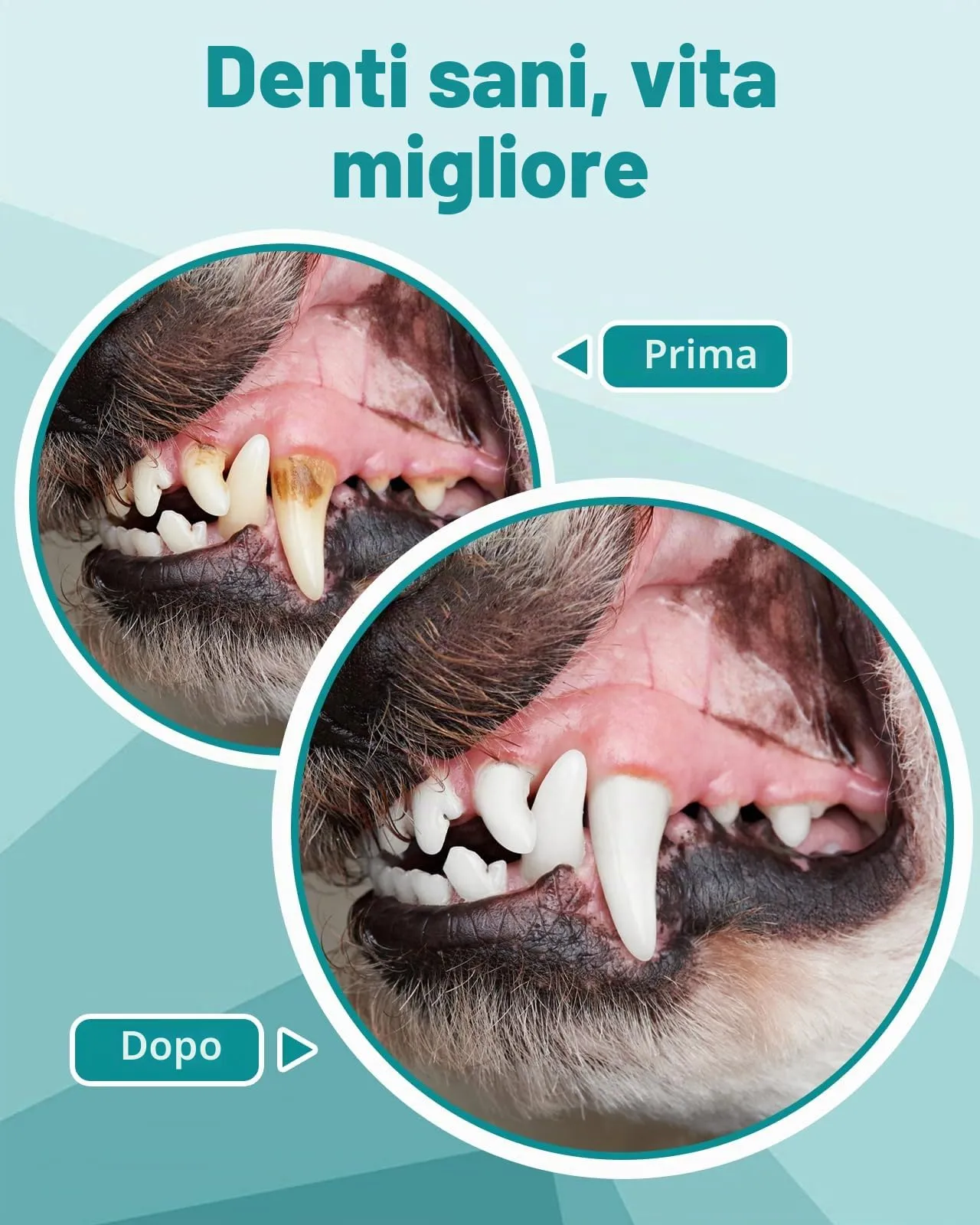 Petbank Kit Pulizia Denti Cane 14-in-1, Spazzolino Ultrasuoni con Luce LED, 5 Modalità, USB Ricaricabile - immagine 7