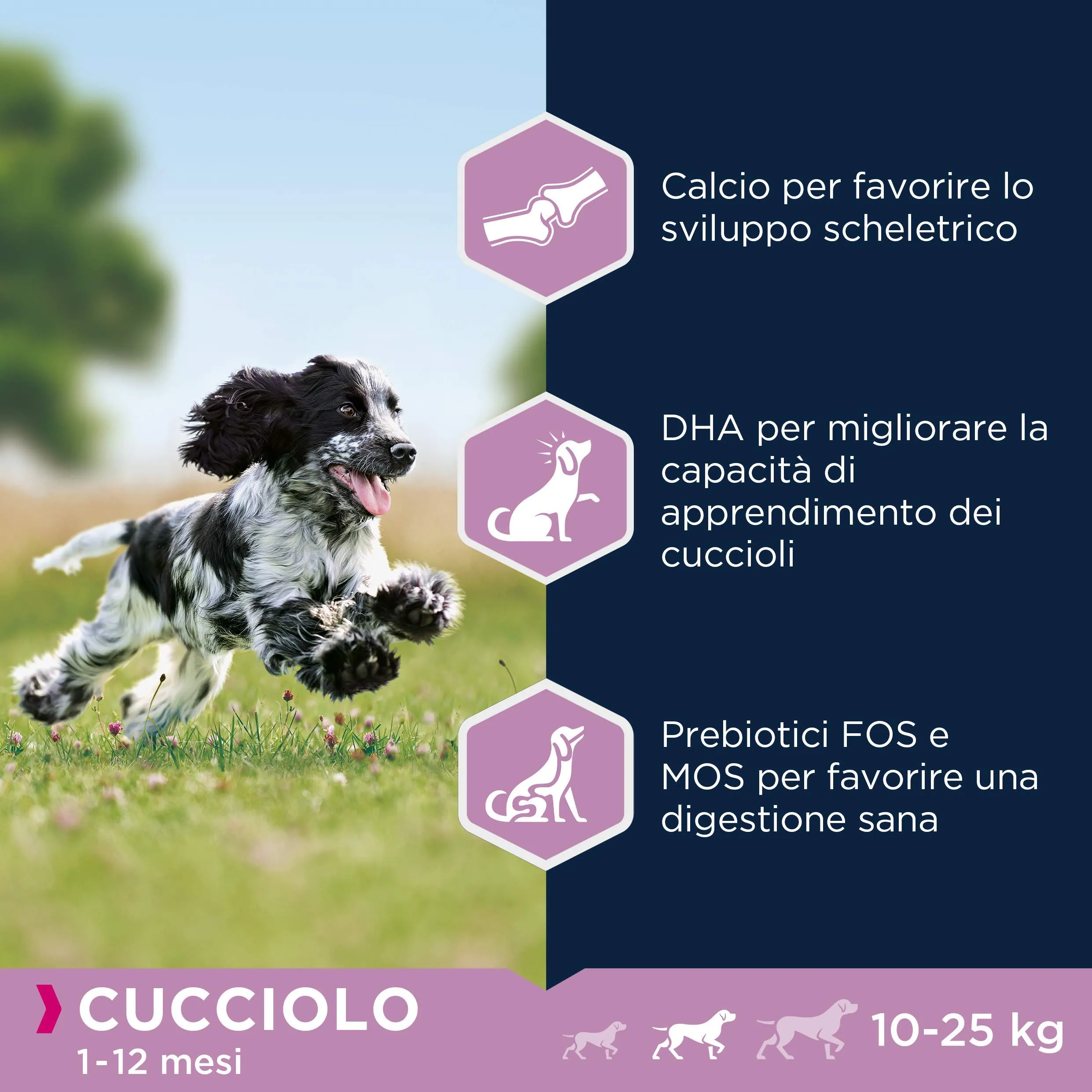 Eukanuba Cibo per cuccioli con pollo fresco per razze di taglia media, 3 kg - immagine 5