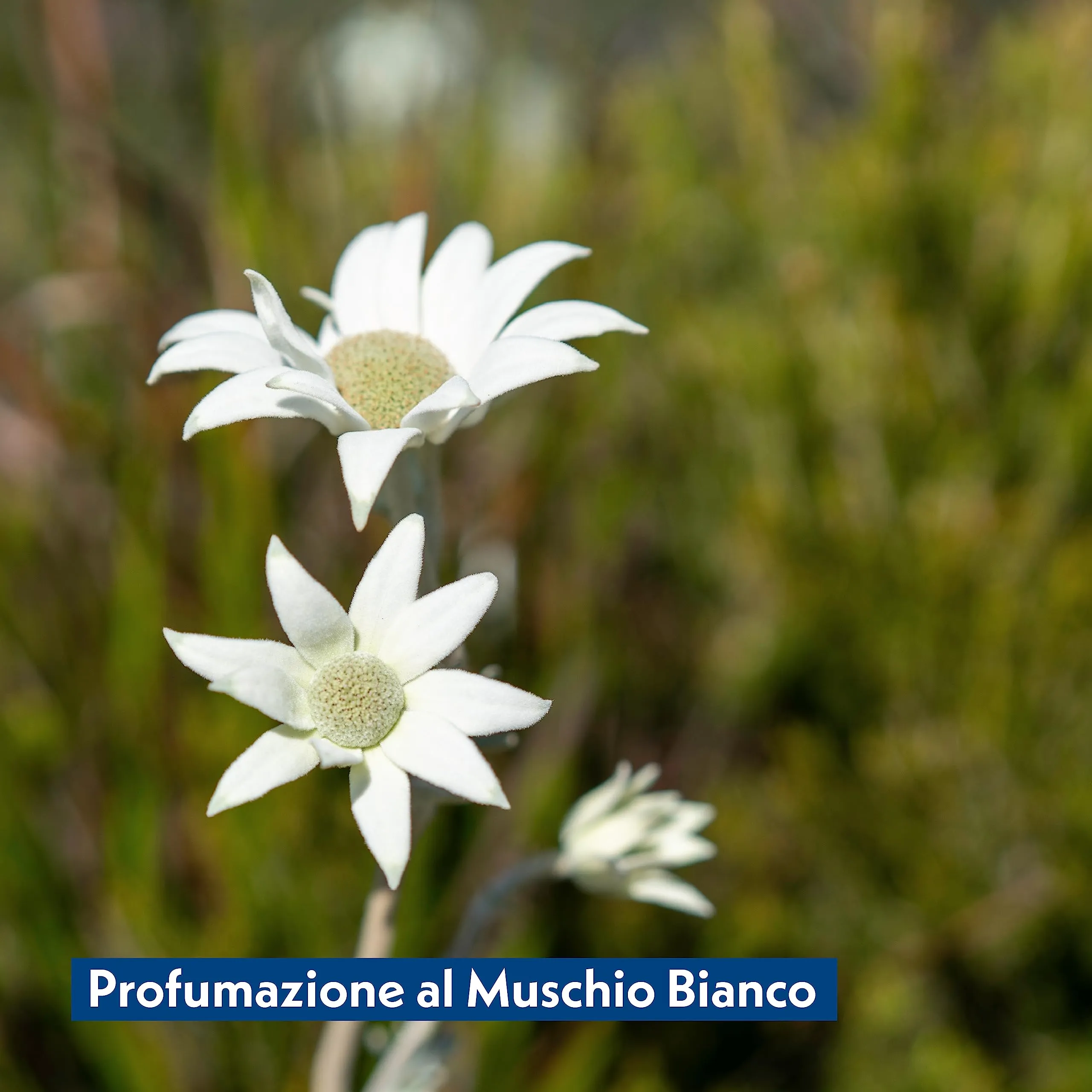 Amore Mio Salviette al Muschio Bianco per Cani e Gatti, 30x20 cm, 3 Confezioni da 110 Pezzi (330 Totale) - immagine 5
