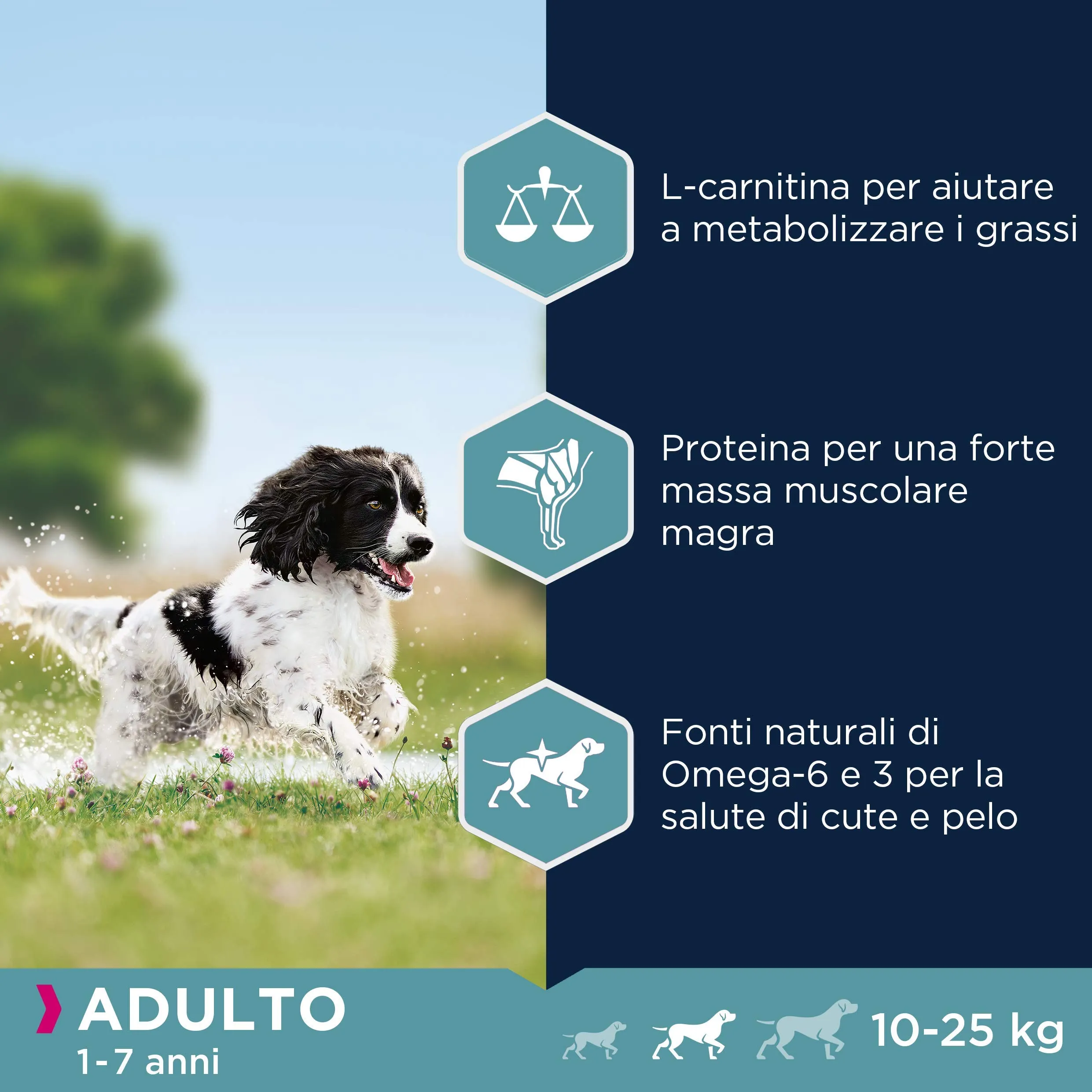 Eukanuba Cibo per cani Adulti razze di taglia media al pollo fresco, 15 kg - immagine 5