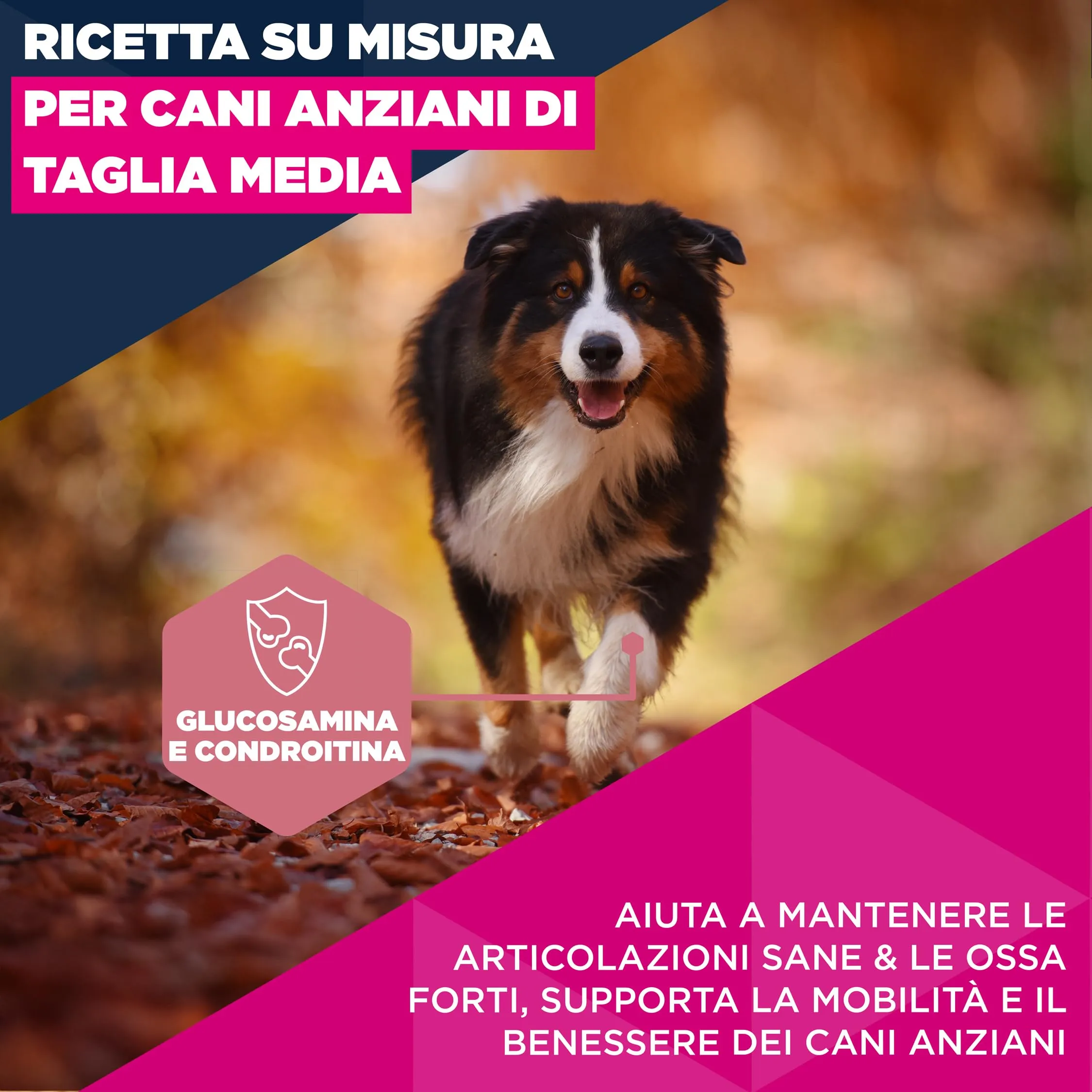 Eukanuba Crocchette per cani anziani taglia media con pollo fresco, 15 kg - immagine 3