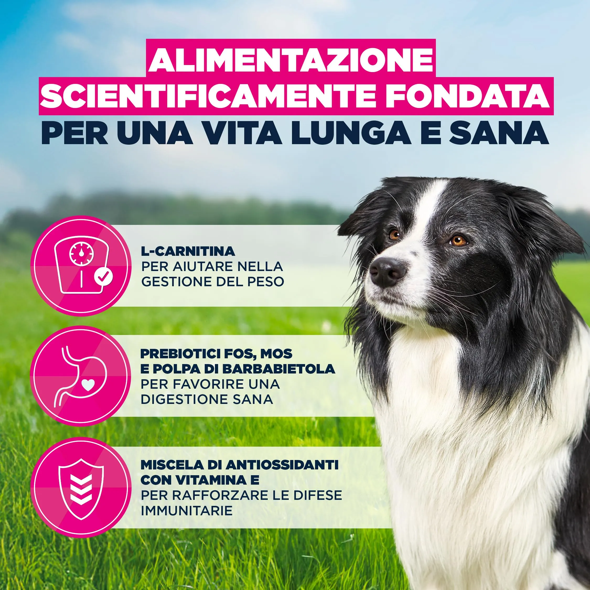 Eukanuba Crocchette per cani anziani taglia media con pollo fresco, 15 kg - immagine 5