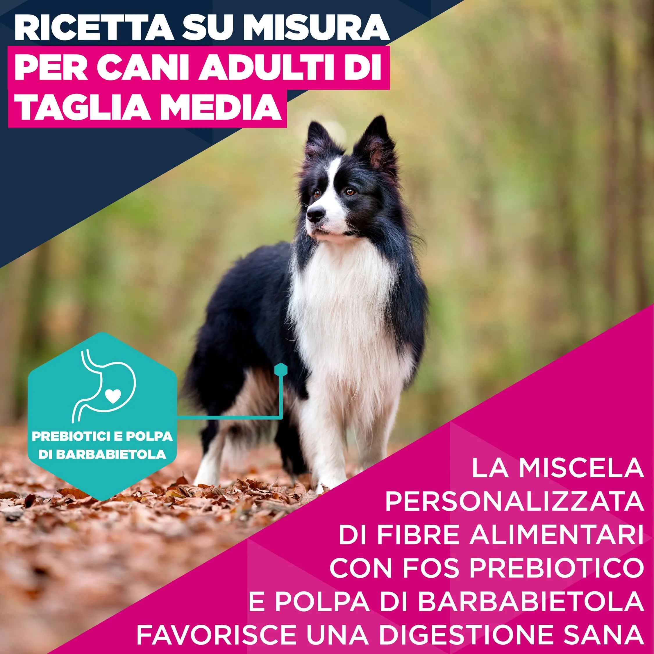 Eukanuba Crocchette per cani adulti taglia media al pollo fresco, 15 kg - immagine 3