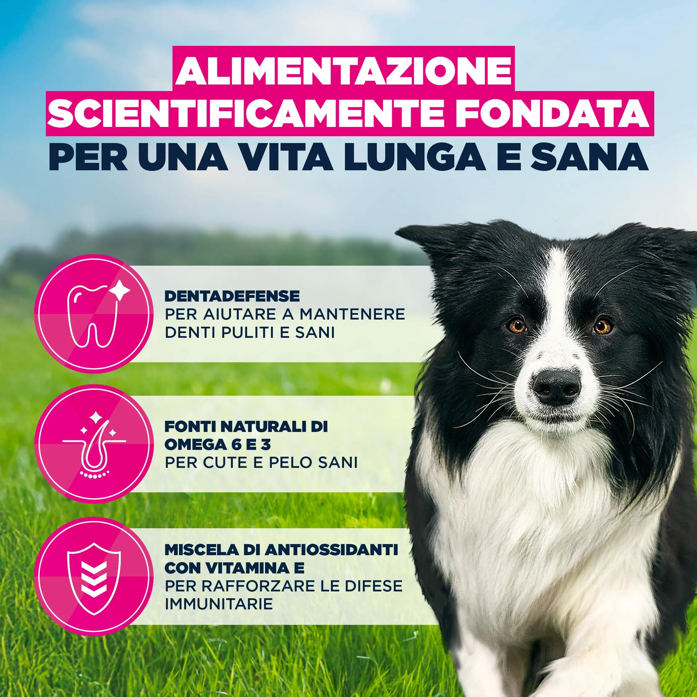Eukanuba Crocchette per cani adulti taglia media al pollo fresco, 15 kg - immagine 5