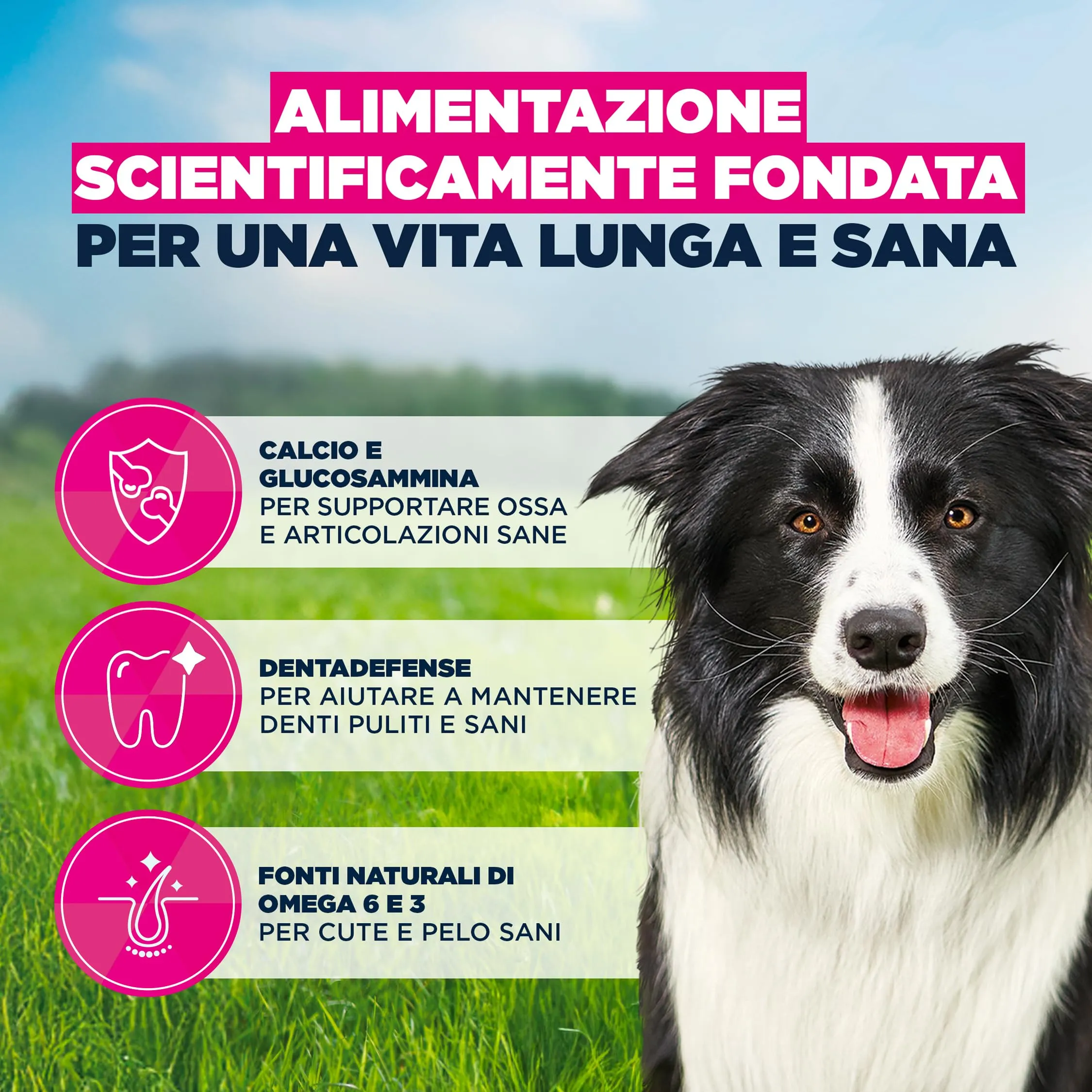 Eukanuba Crocchette per cani maturi taglia media con pollo fresco, 15 kg - immagine 5