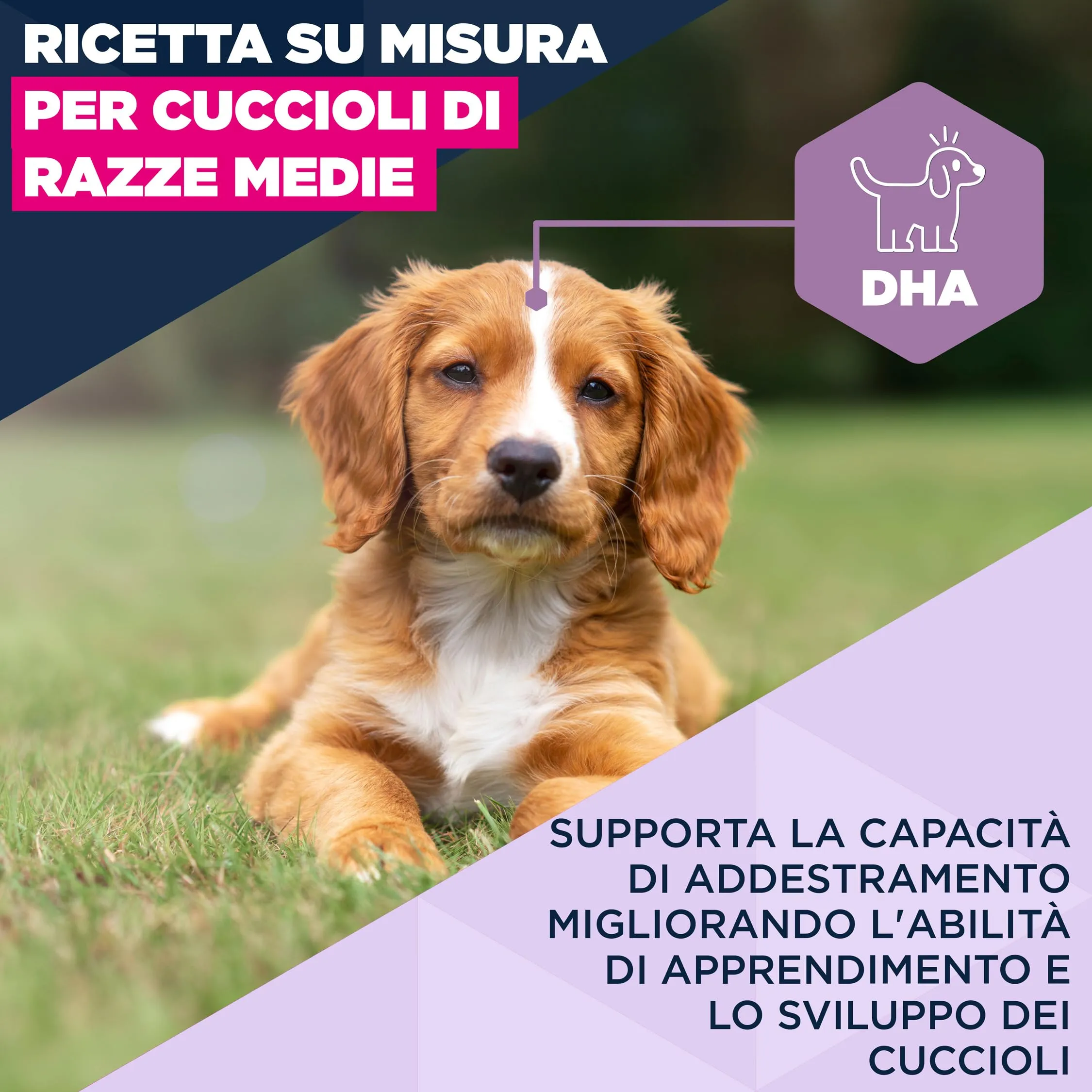 Eukanuba Crocchette per cuccioli taglia media con pollo fresco, 3 kg - immagine 3