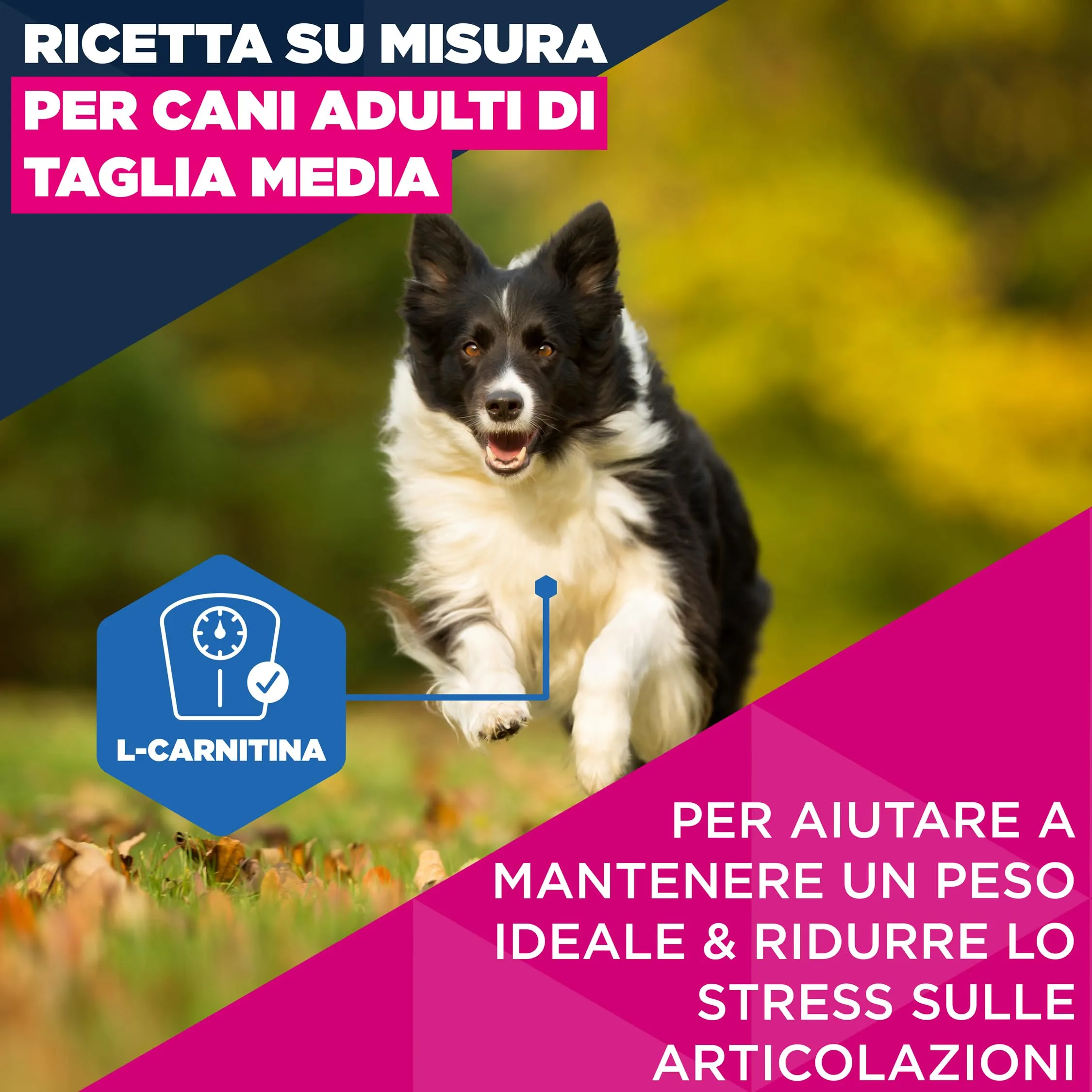 Eukanuba Crocchette per cani maturi taglia media con pollo fresco, 3 kg - immagine 3