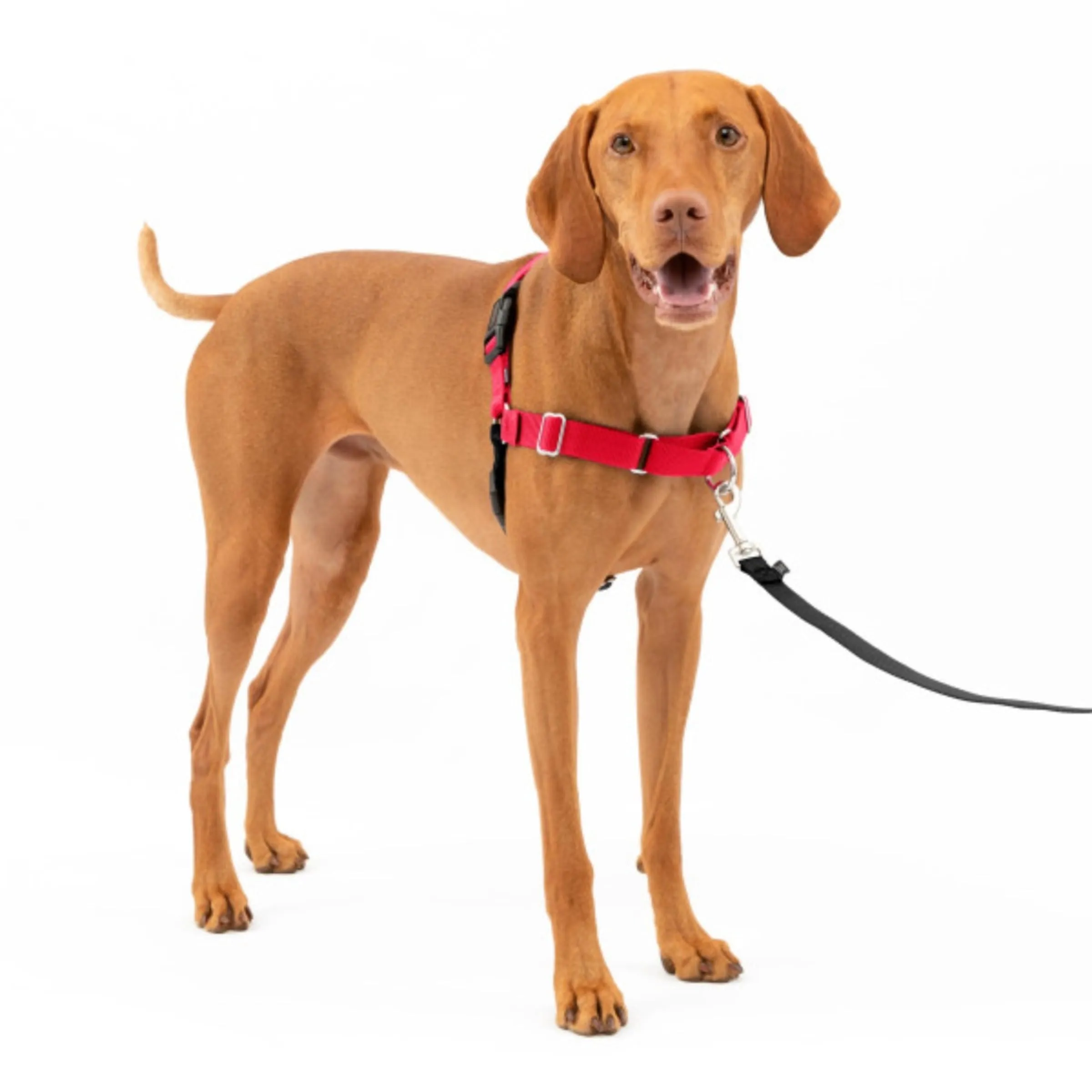PetSafe Easy Walk Harness, Medium, Red - immagine 4