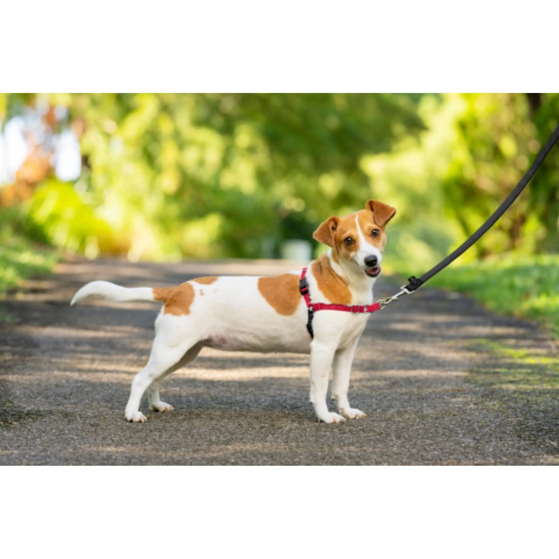 PetSafe Easy Walk Guinzaglio per cani, Small, Rosso - immagine 3