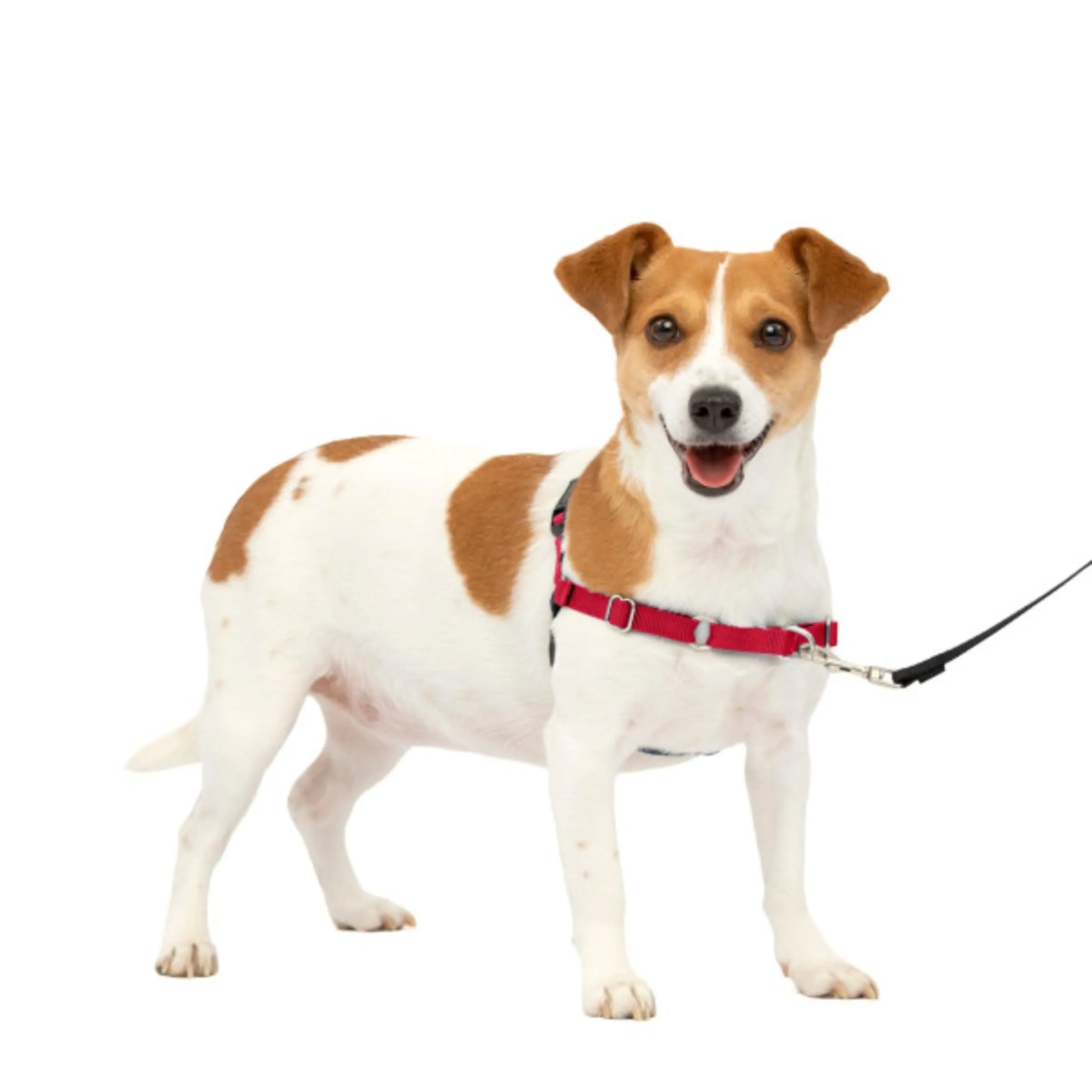 PetSafe Easy Walk Guinzaglio per cani, Small, Rosso - immagine 4