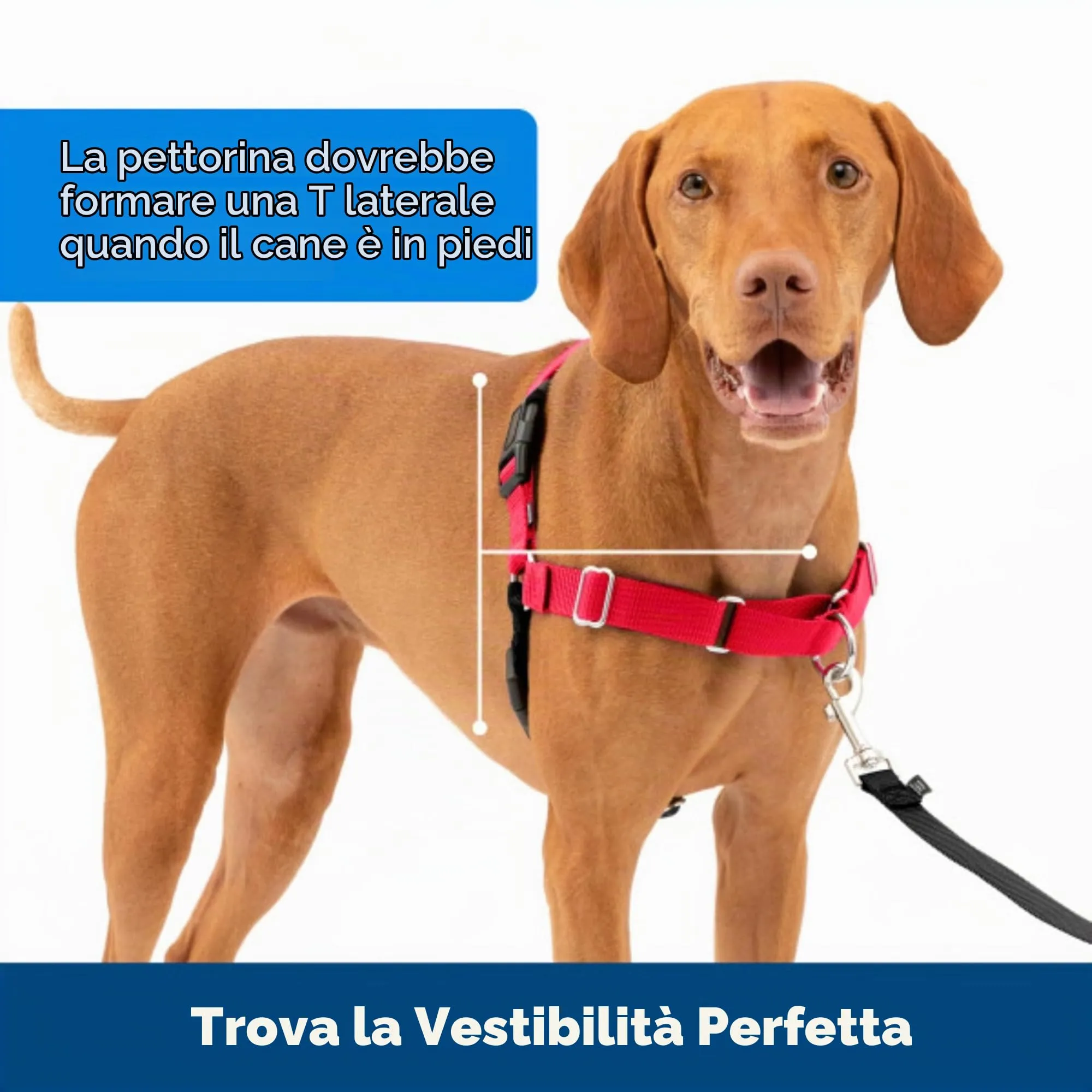 PetSafe Easy Walk Guinzaglio per cani, Small, Rosso - immagine 6
