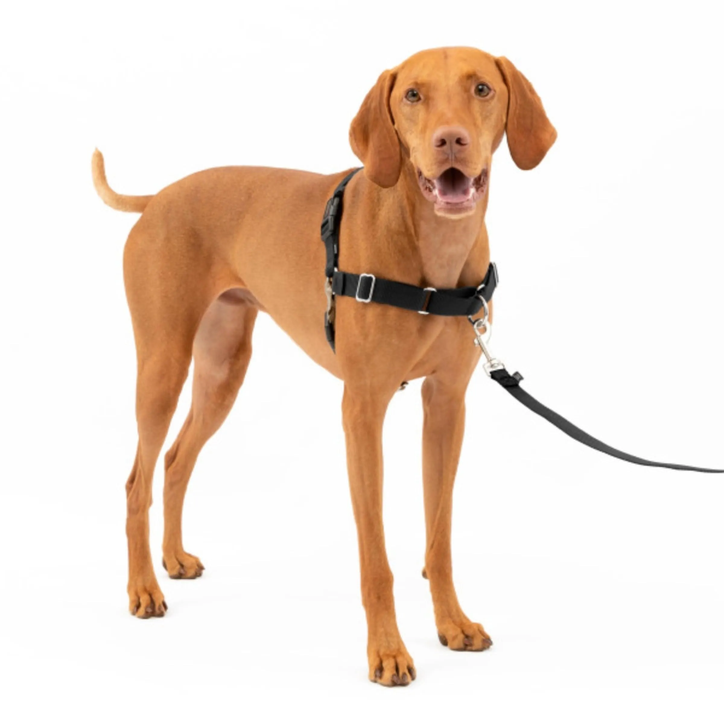 PetSafe Easy Walk Imbracatura Anti-trazione - Medium - Nero - immagine 2
