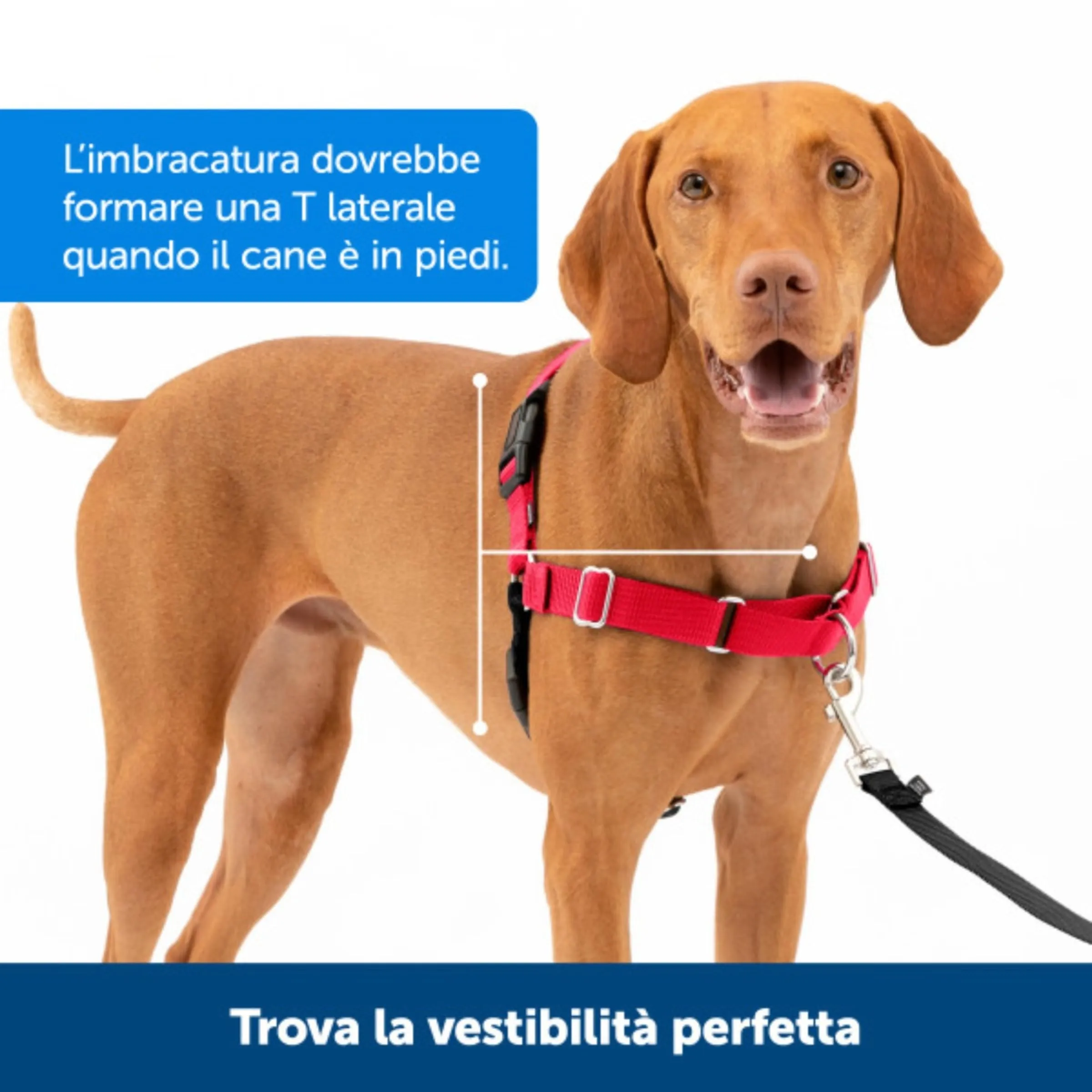 PetSafe Easy Walk Imbracatura Anti-trazione - Medium - Nero - immagine 7