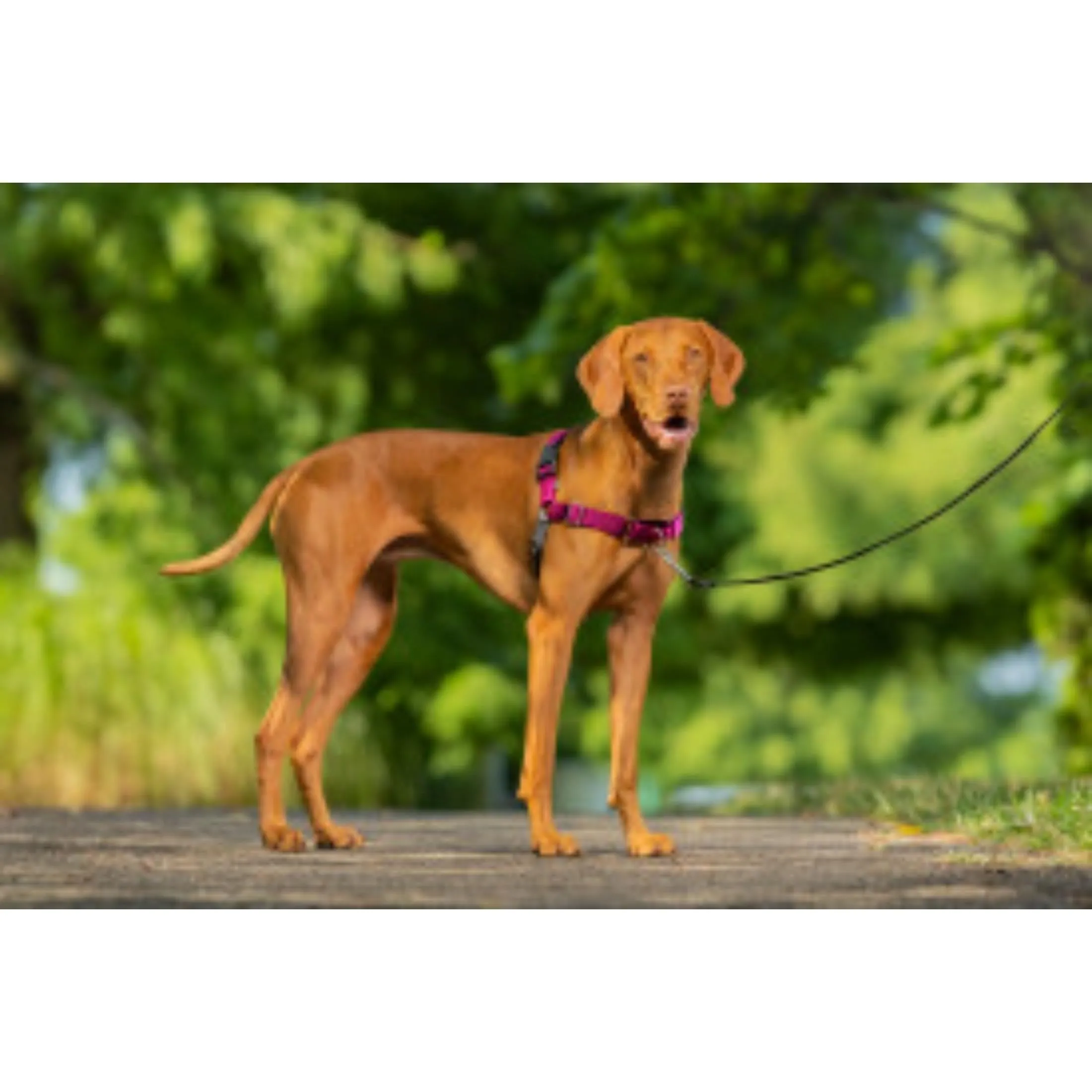 PetSafe Easy Walk Pettorina Anti-Tiro per Cani, Lampone, M - immagine 2