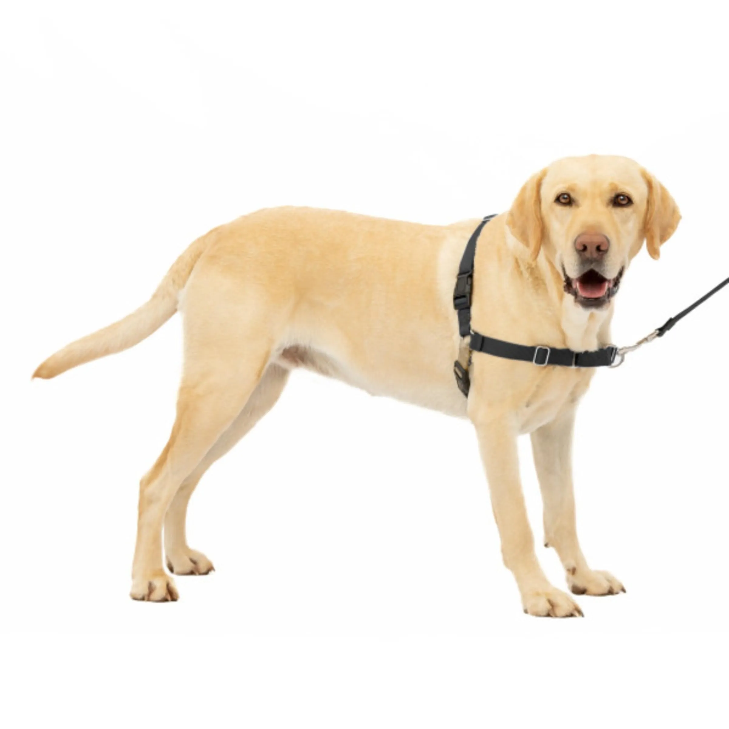 PetSafe Easy Walk Imbracatura Anti-trazione, Large, Nera - immagine 3