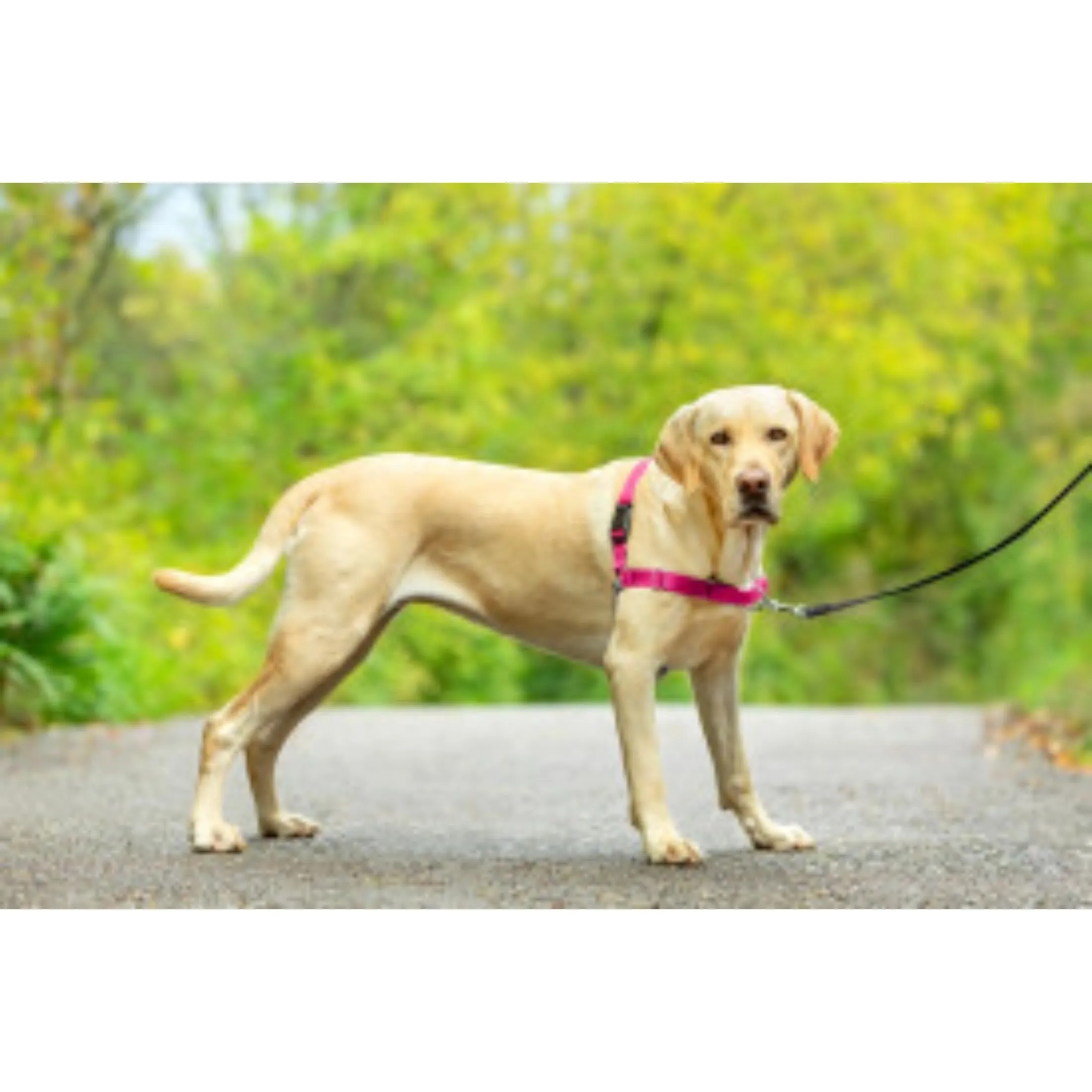 PetSafe Easy Walk Pettorina Anti-tiro per Cani, Rosa, L - immagine 2