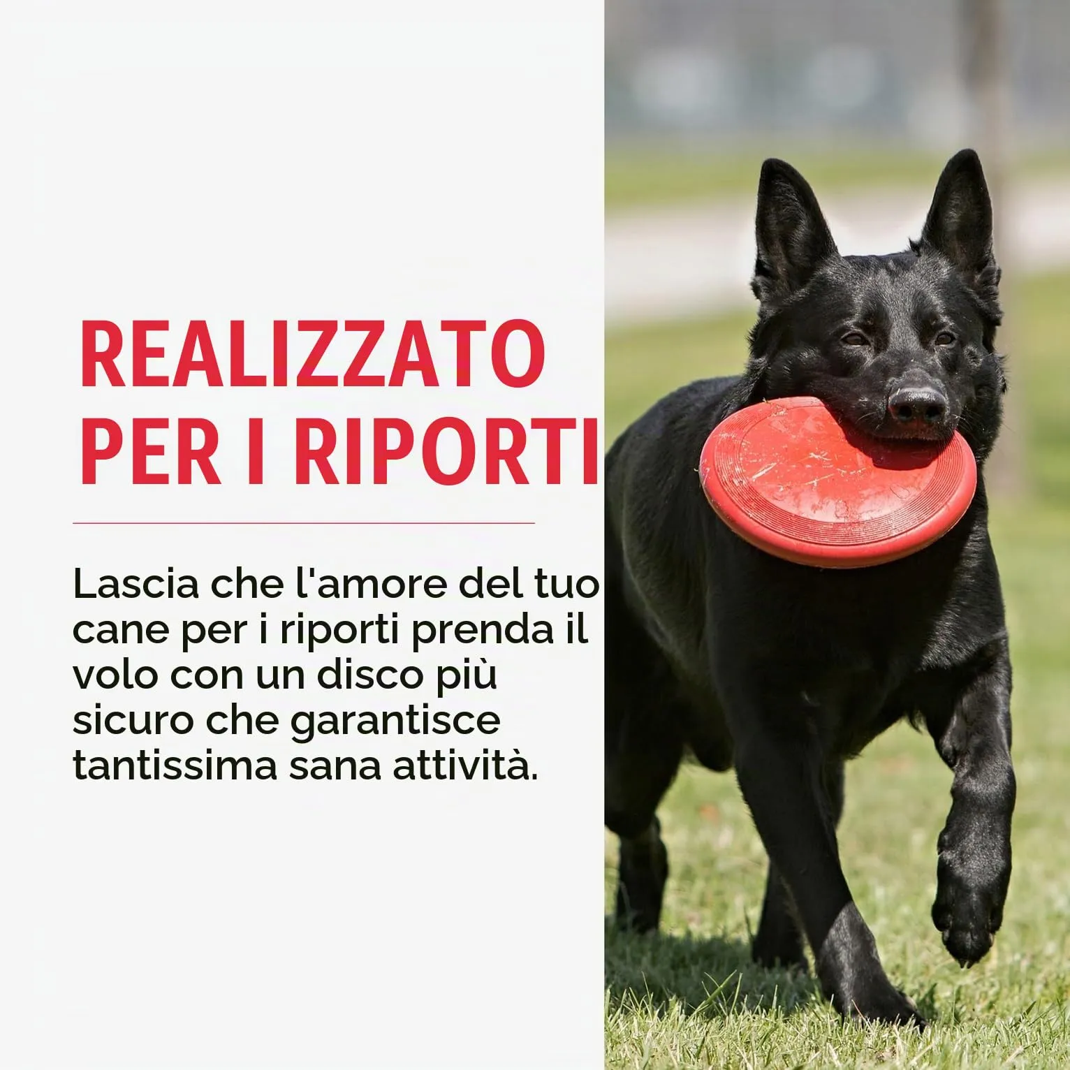 KONG Flyer Disco Volante in Gomma Naturale per Cani, Taglia Media/Grande - immagine 4