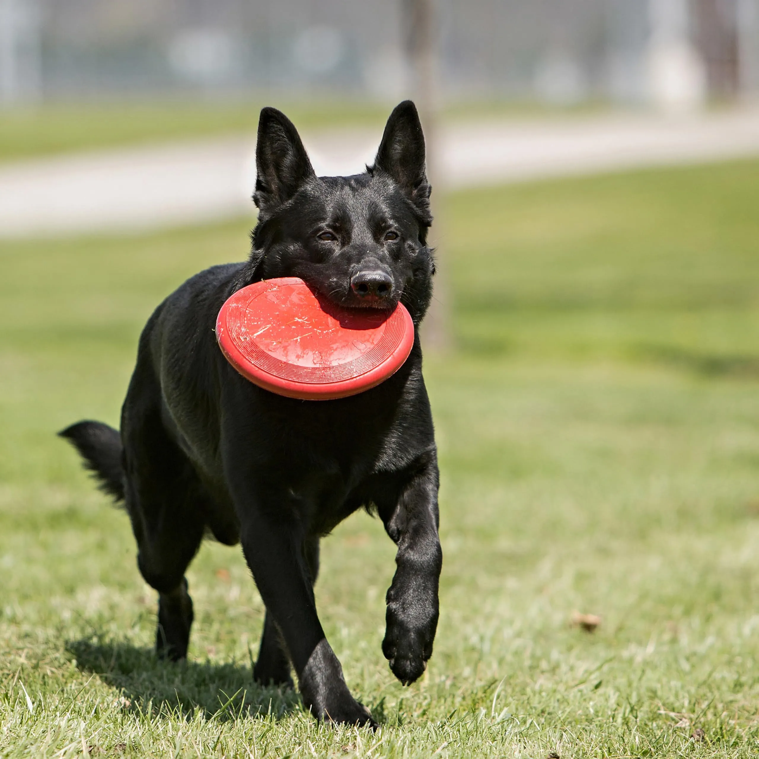 KONG Flyer Disco Volante in Gomma Naturale per Cani, Small - immagine 3