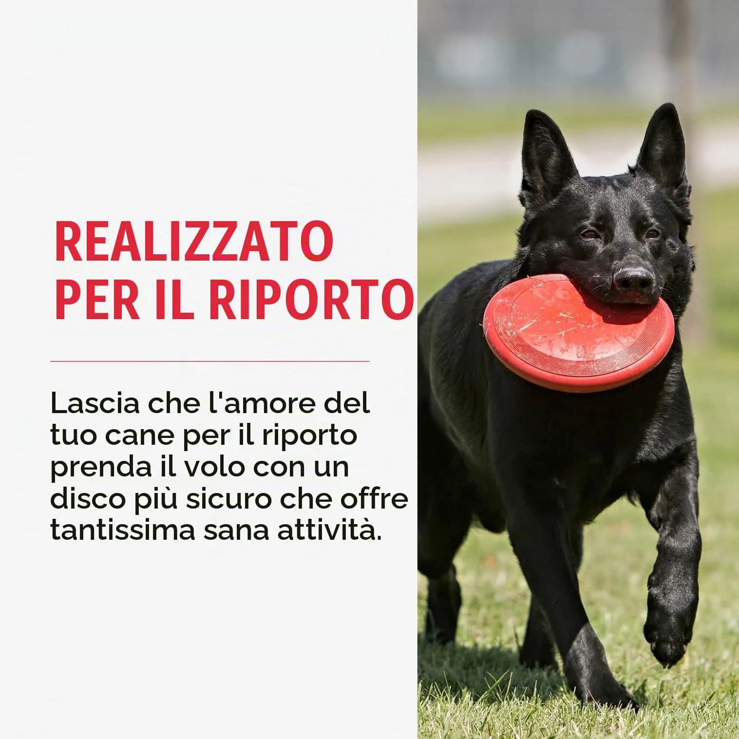 KONG Flyer Disco Volante in Gomma Naturale per Cani, Small - immagine 4
