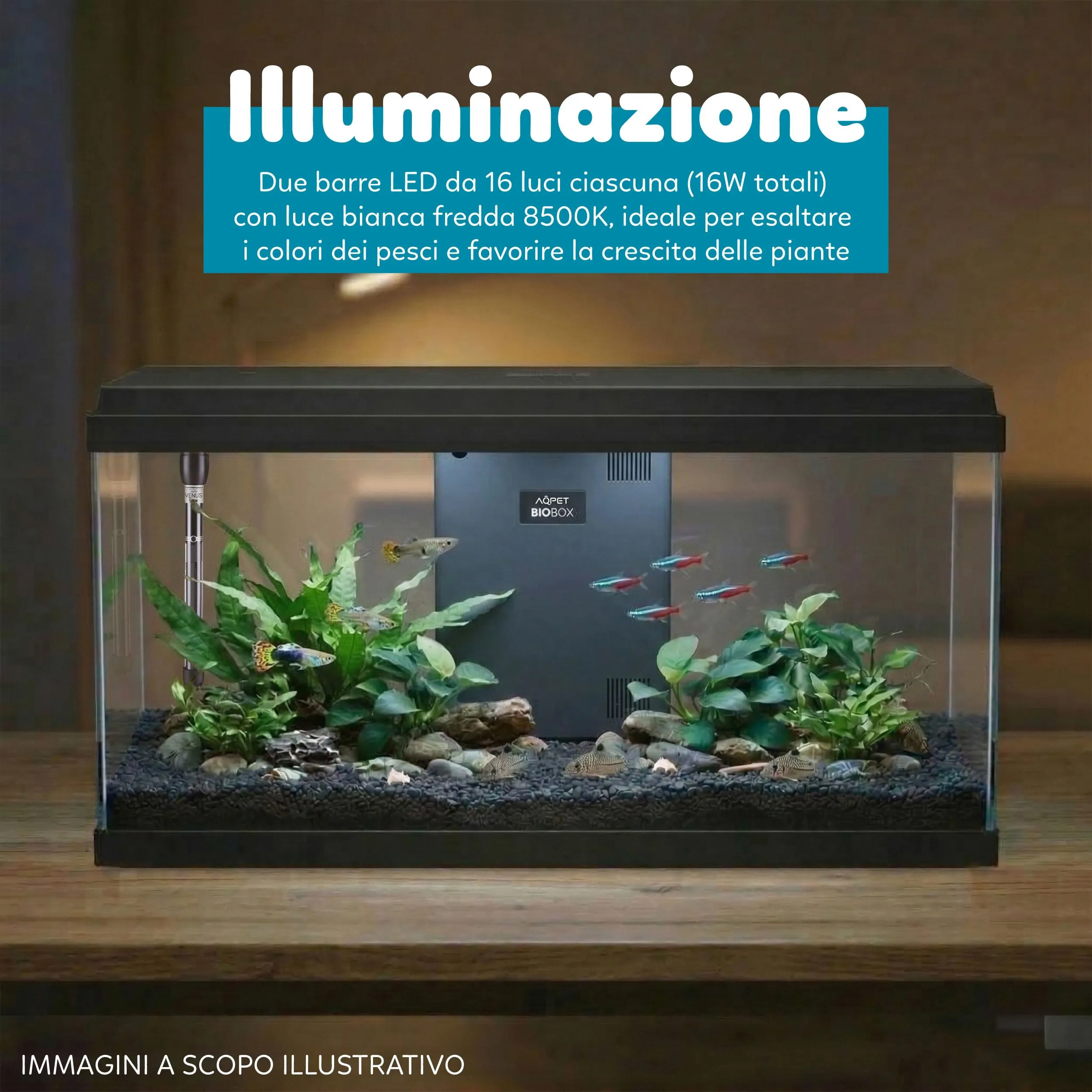 Aqpet Acquario in Vetro per Pesci Tropicali con Filtro, Luce e Riscaldatore, 80x32x47 cm, 100 Litri - immagine 4