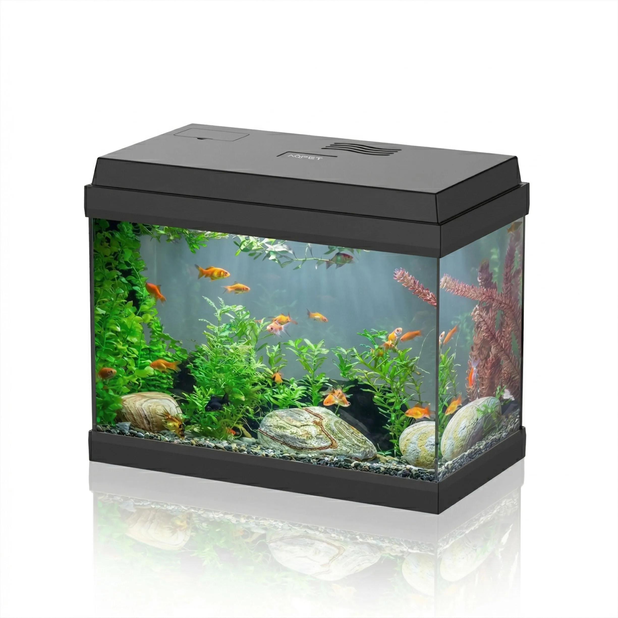 AQPET Acquario in Vetro per Pesci Tropicali Simply, 30 Litri, 39x22x30 cm, con Filtro e Luce - immagine 1