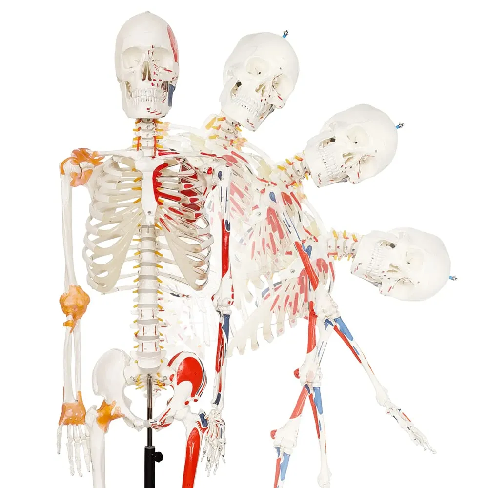 Evotech Scientific Modello Anatomico di Scheletro Umano 170 cm, Colonna Vertebrale Flessibile, Sistema Nervoso e Supporto con Ruote, G Skelett 170 Color A103LP - immagine 1