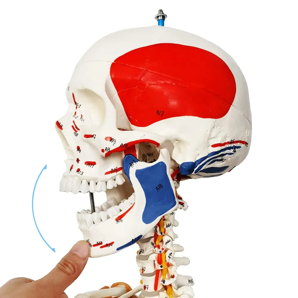 Evotech Scientific Modello Anatomico di Scheletro Umano 170 cm, Colonna Vertebrale Flessibile, Sistema Nervoso e Supporto con Ruote, G Skelett 170 Color A103LP - immagine 2