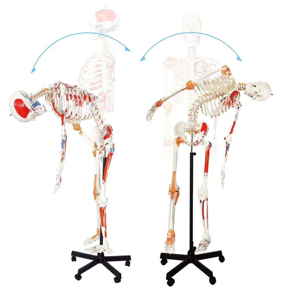 Evotech Scientific Modello Anatomico di Scheletro Umano 170 cm, Colonna Vertebrale Flessibile, Sistema Nervoso e Supporto con Ruote, G Skelett 170 Color A103LP - immagine 3