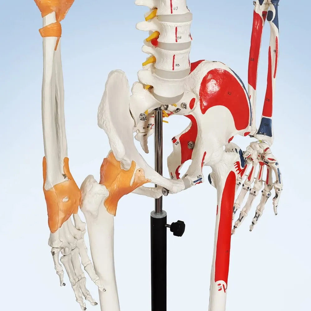 Evotech Scientific Modello Anatomico di Scheletro Umano 170 cm, Colonna Vertebrale Flessibile, Sistema Nervoso e Supporto con Ruote, G Skelett 170 Color A103LP - immagine 4