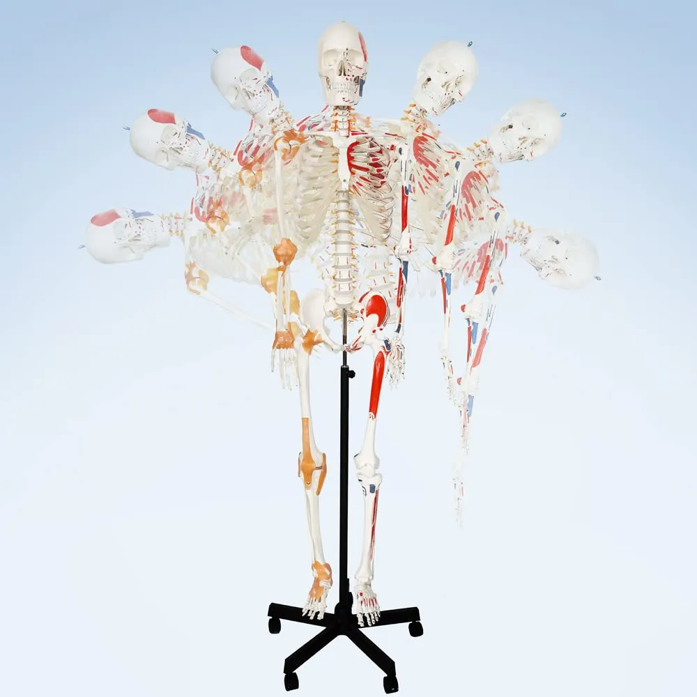 Evotech Scientific Modello Anatomico di Scheletro Umano 170 cm, Colonna Vertebrale Flessibile, Sistema Nervoso e Supporto con Ruote, G Skelett 170 Color A103LP - immagine 5