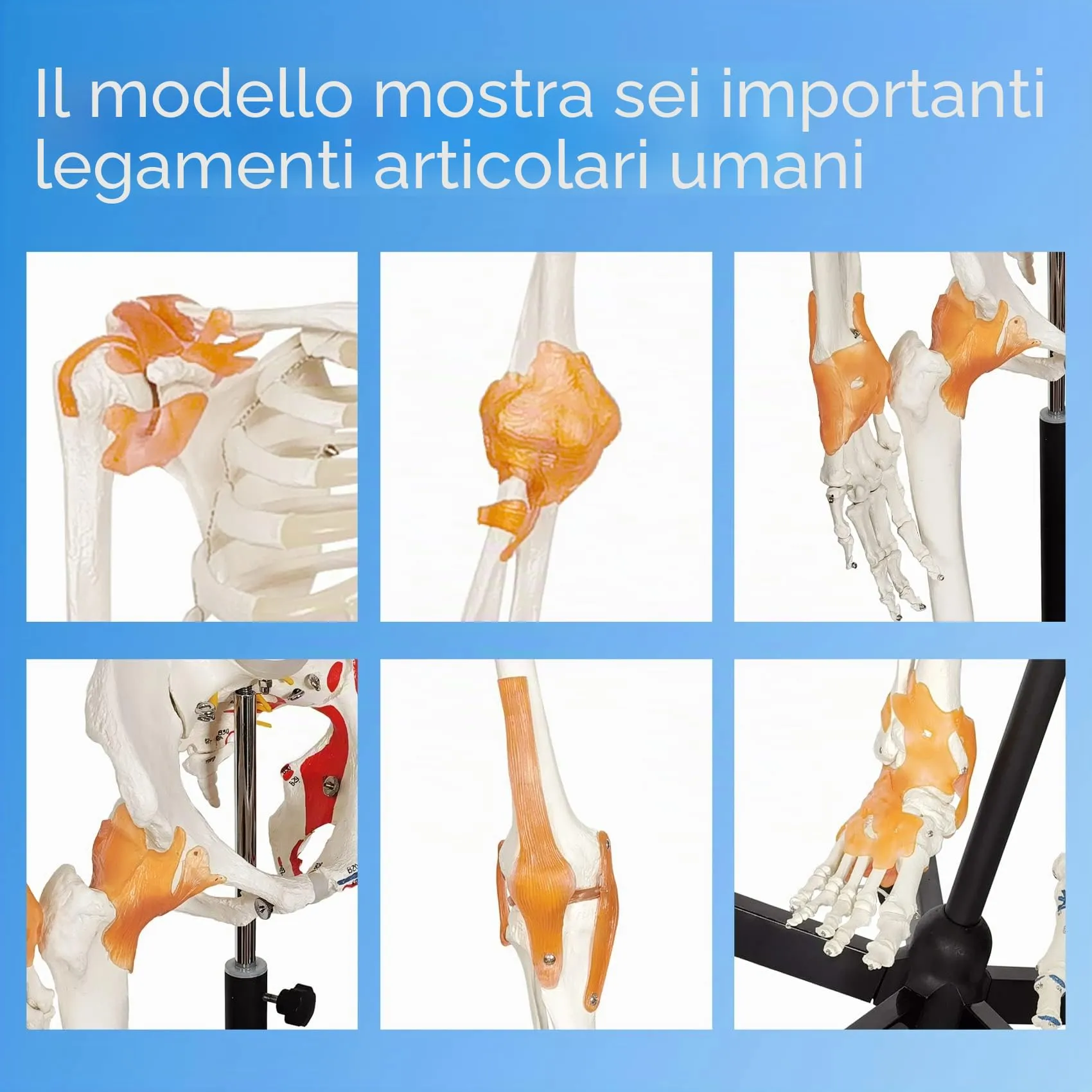 Evotech Scientific Modello Anatomico di Scheletro Umano 170 cm, Colonna Vertebrale Flessibile, Sistema Nervoso e Supporto con Ruote, G Skelett 170 Color A103LP - immagine 6