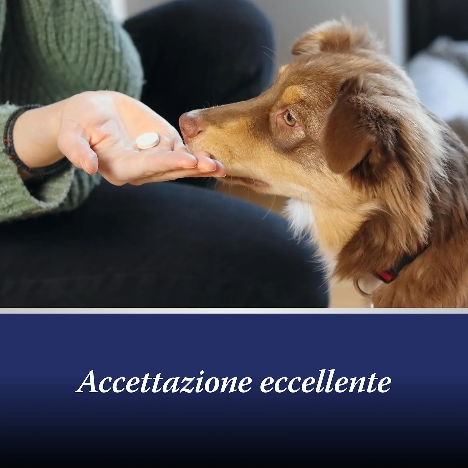 Canosept Compresse per Articolazioni Cane Joint Care con Cozze dalle Labbra Verdi, Glucosamina e Omega 3 - 20 Compresse - immagine 6