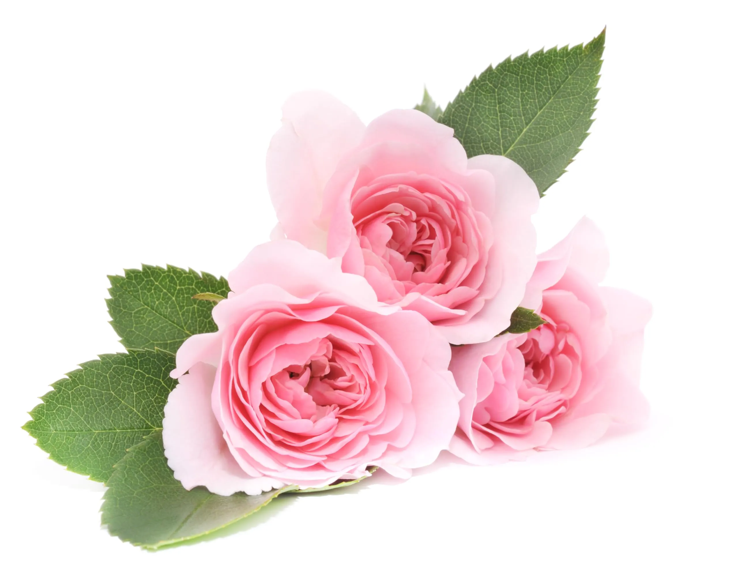 Aquafloow Assorbitore di Umidità per Ambienti 400 ml, Rose, 6 Pezzi - immagine 5