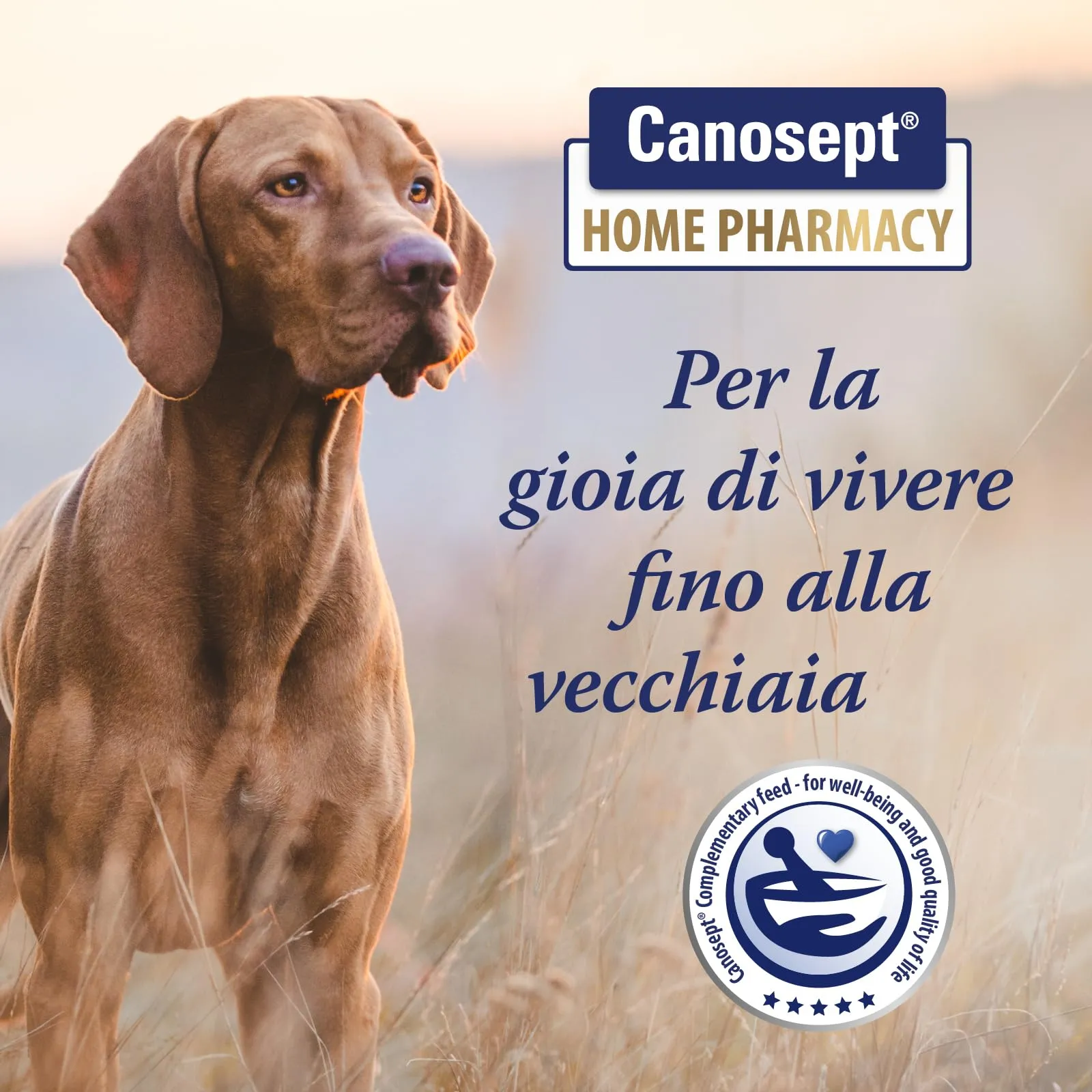 Canosept Flora Intestinale Cane Probiotici e Prebiotici con Enzimi Digestivi, 30 compresse - immagine 2