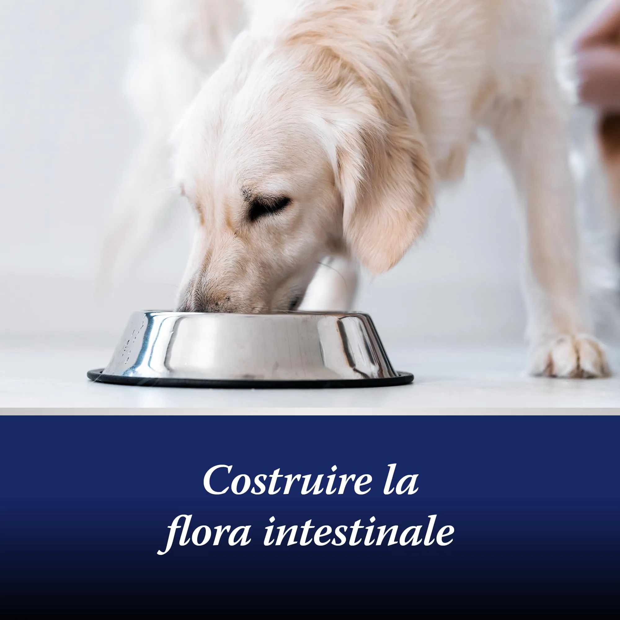 Canosept Flora Intestinale Cane Probiotici e Prebiotici con Enzimi Digestivi, 30 compresse - immagine 5