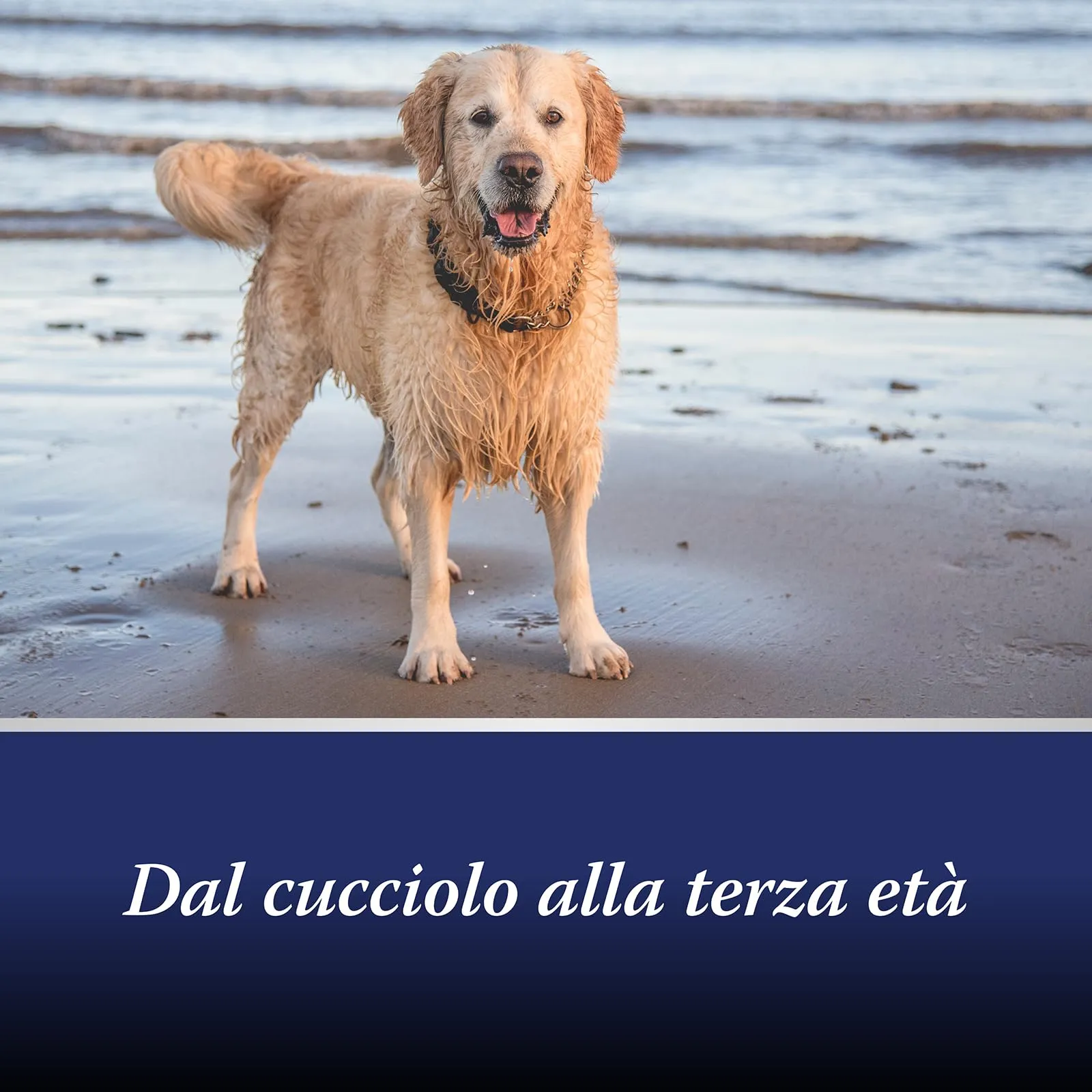 Canosept Joint Care Compresse per Articolazioni Cane, con Cozze dalle Labbra Verdi, Glucosamina e Omega 3, 80 Compresse - immagine 4
