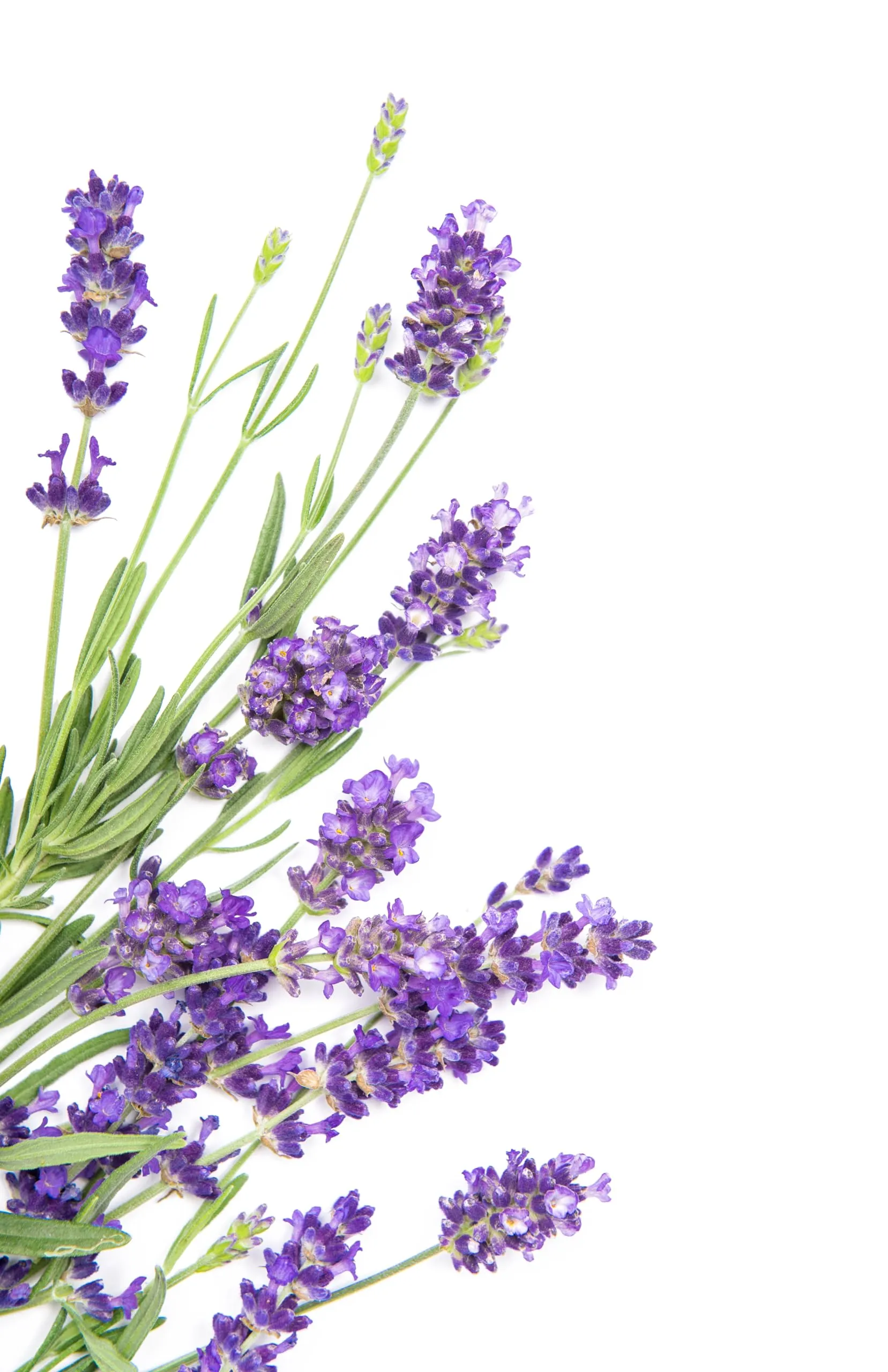 Aquafloow Assorbitore di Umidità 400 ml, Lavender, 3 Pezzi - immagine 5