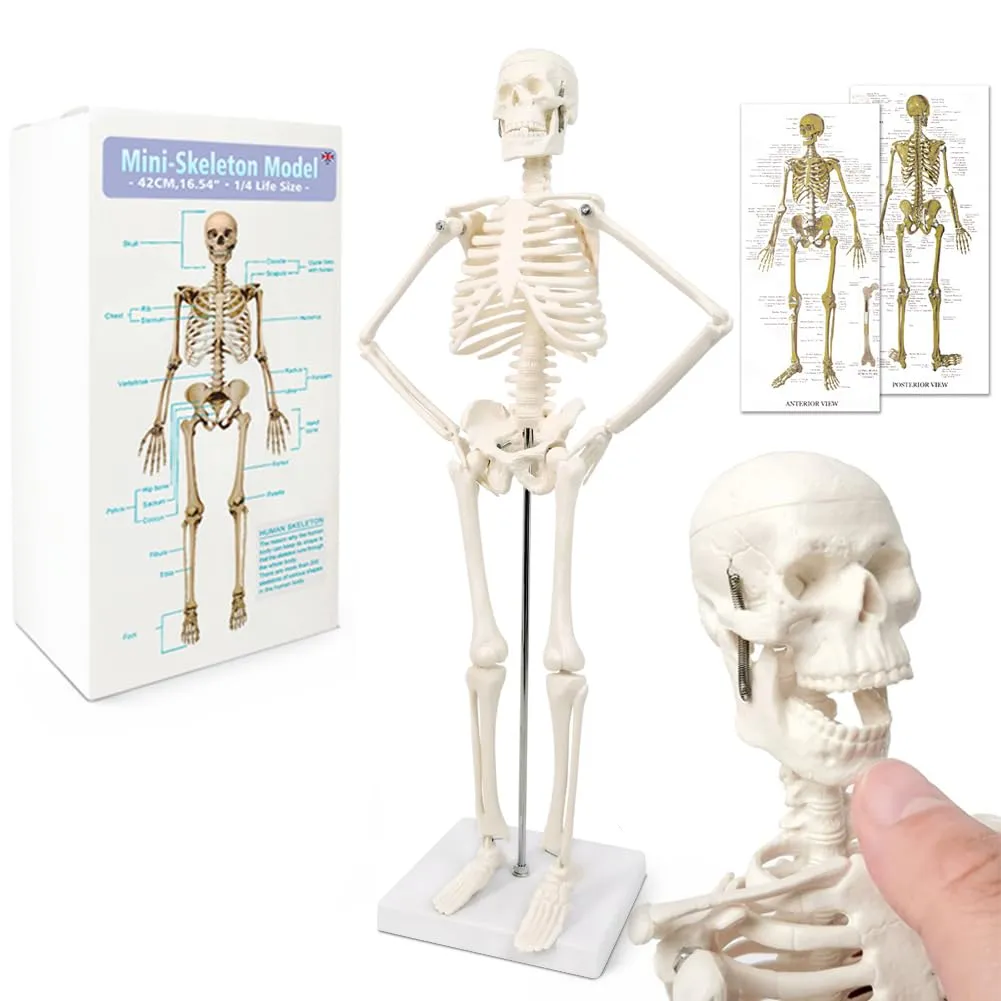 EVOTECH SCIENTIFIC Modello di Scheletro Umano Completo, 45cm (17.7") - immagine 1